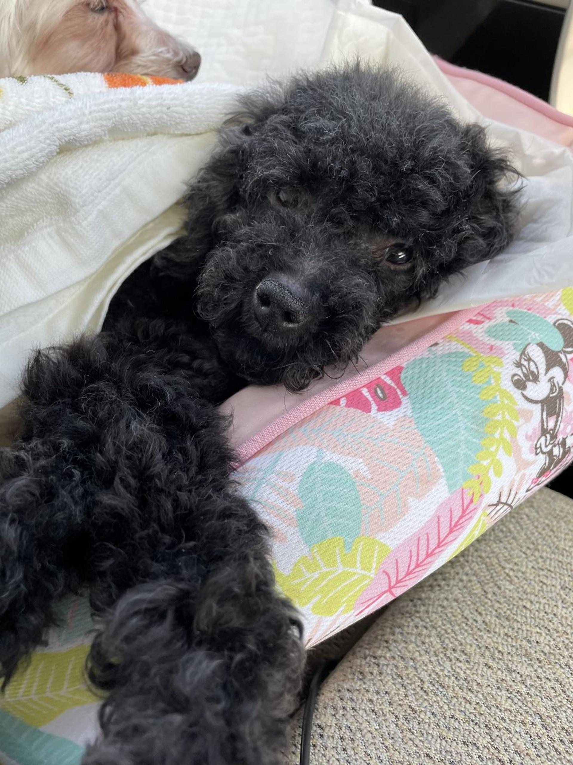 pet-image-7