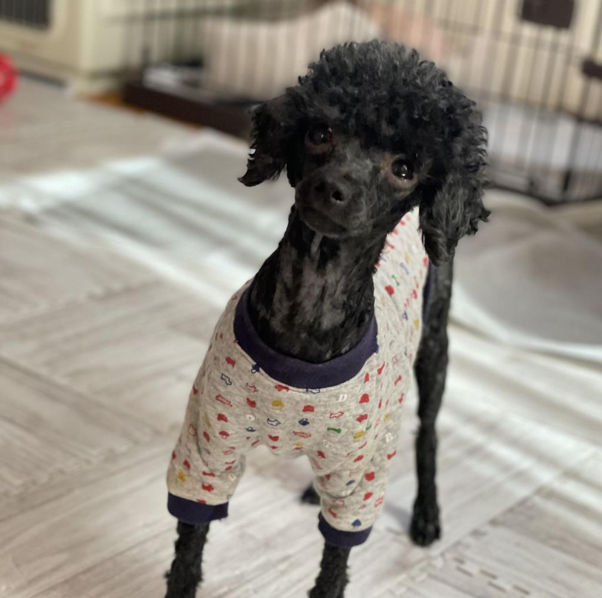 pet-image-2