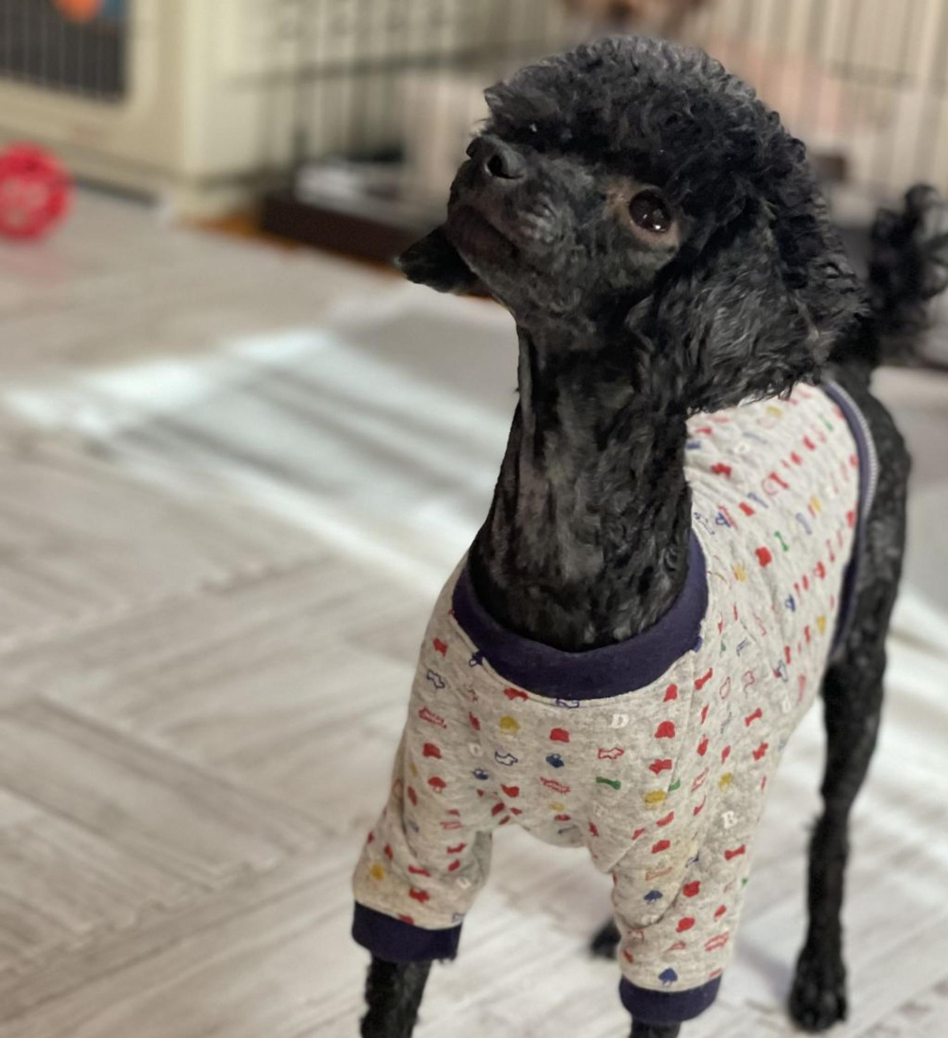 pet-image-4