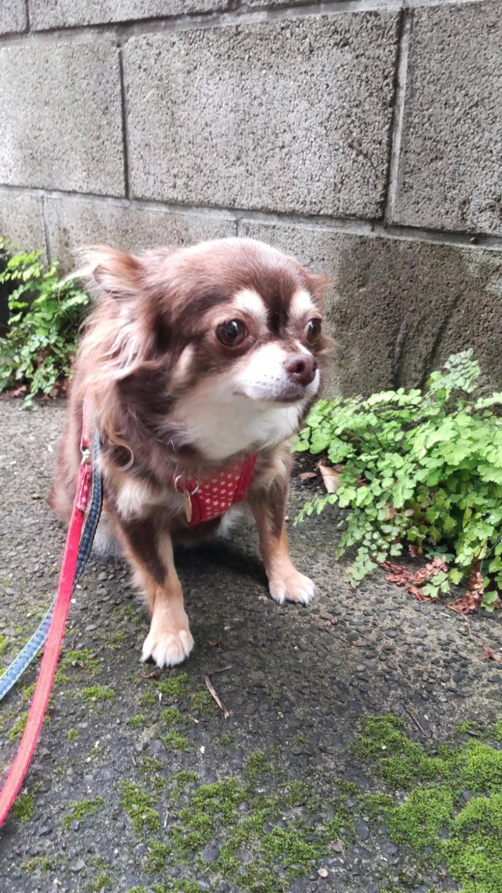 pet-image-2