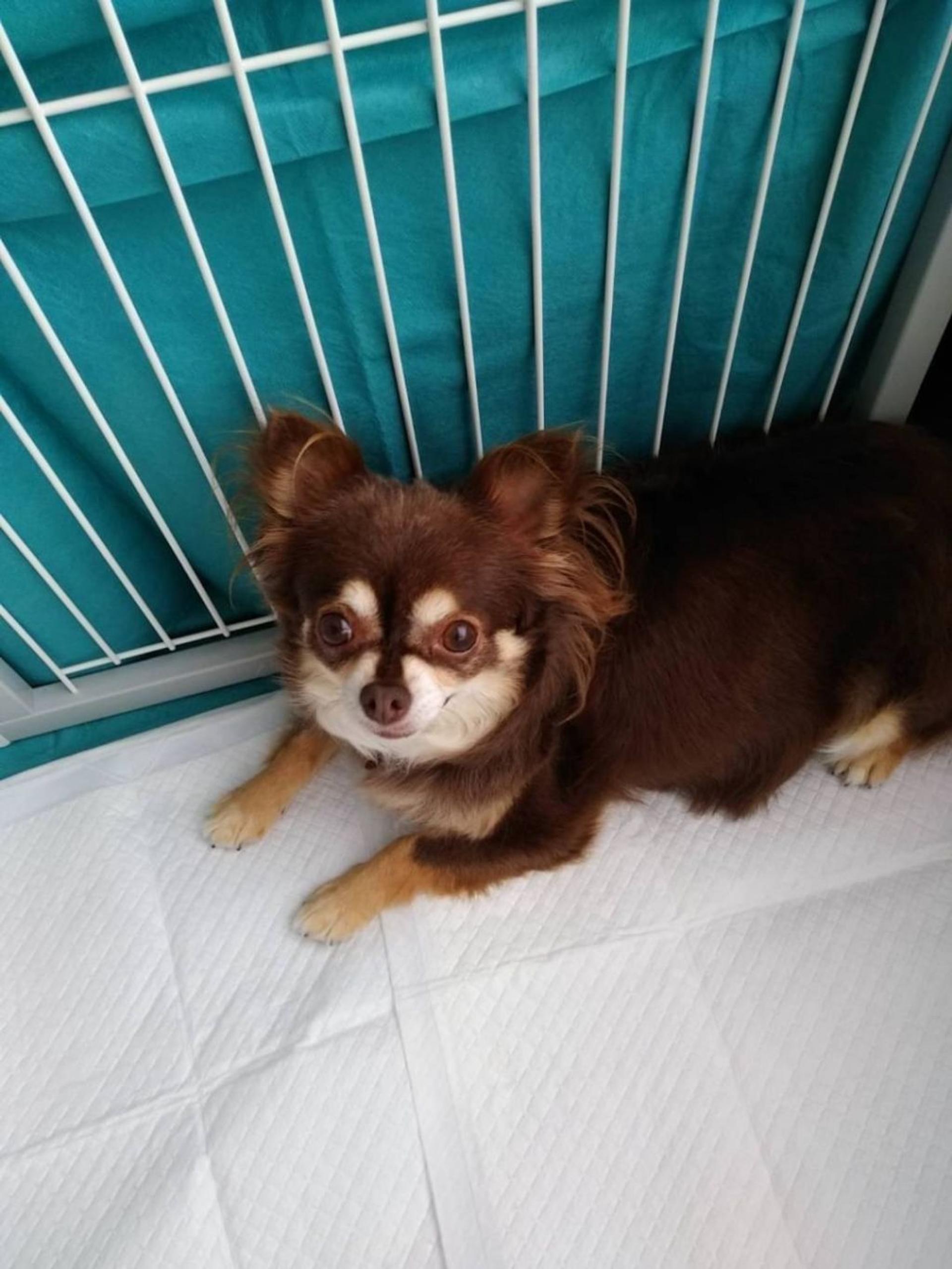 pet-image-4