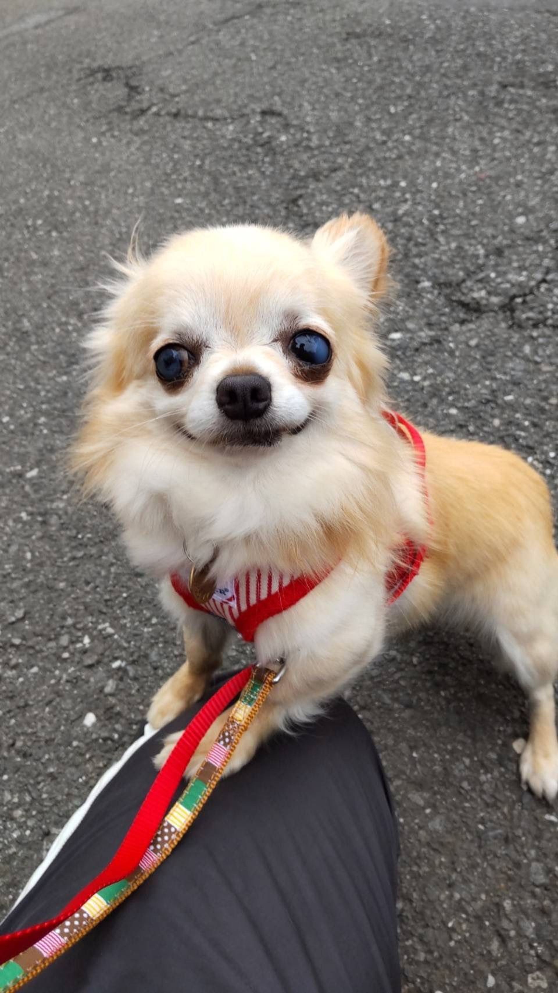 チワワ・メスの里親募集の写真