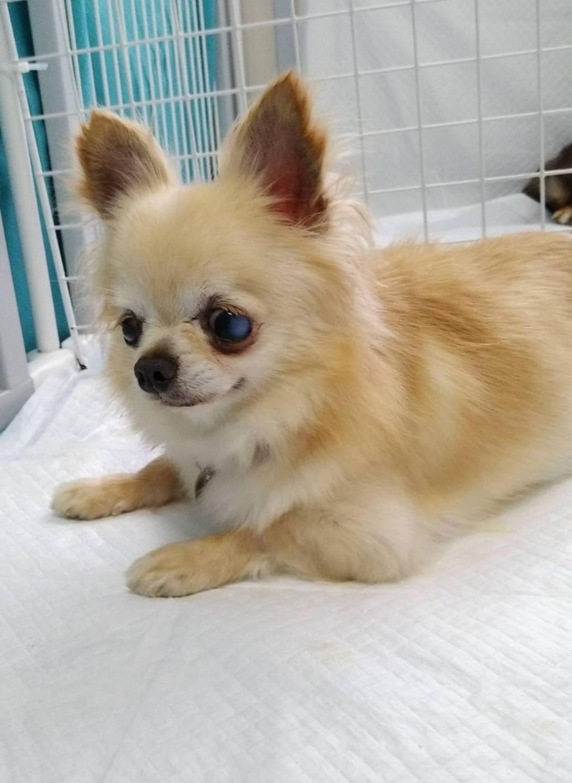 pet-image-2