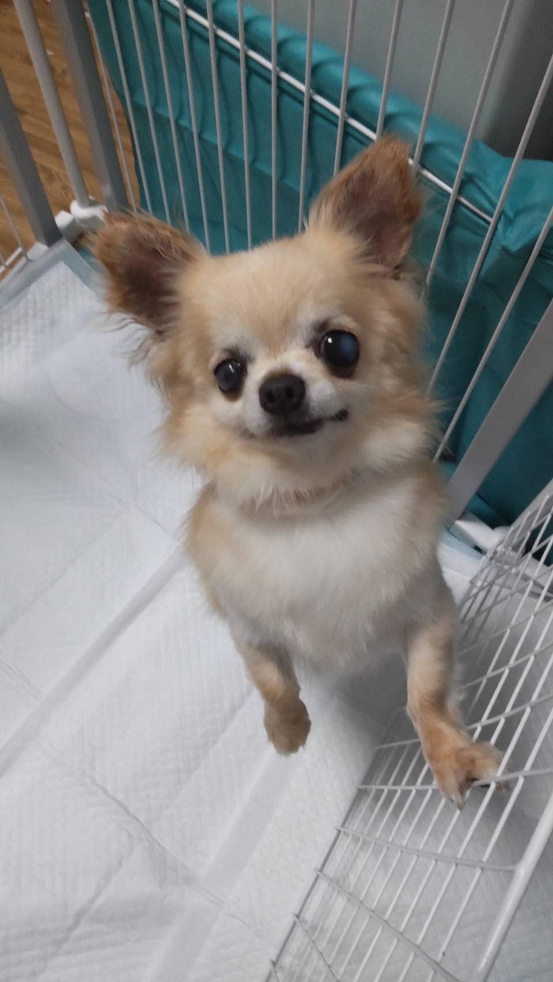 pet-image-3