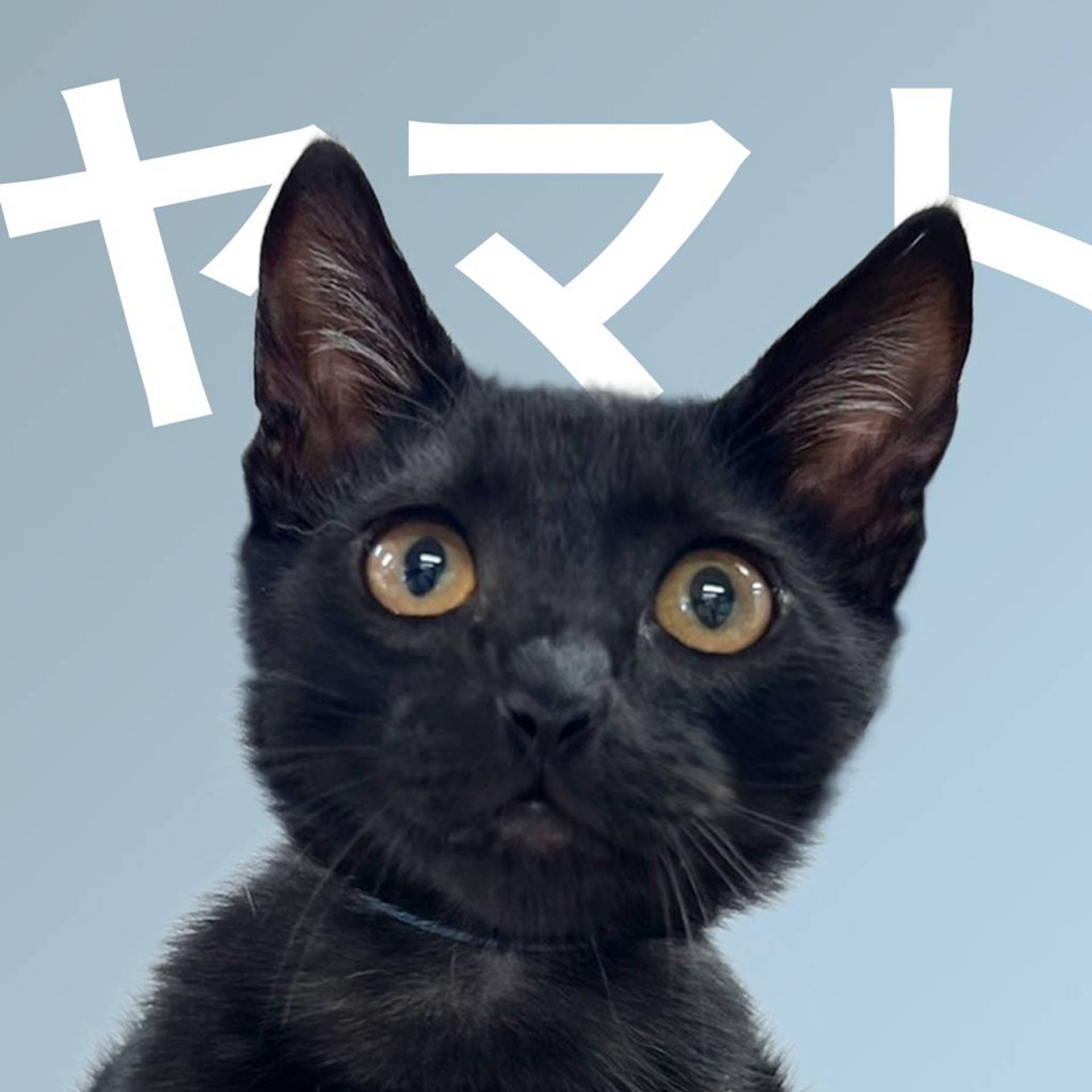 雑種（ミックス猫）・オスの里親募集の写真