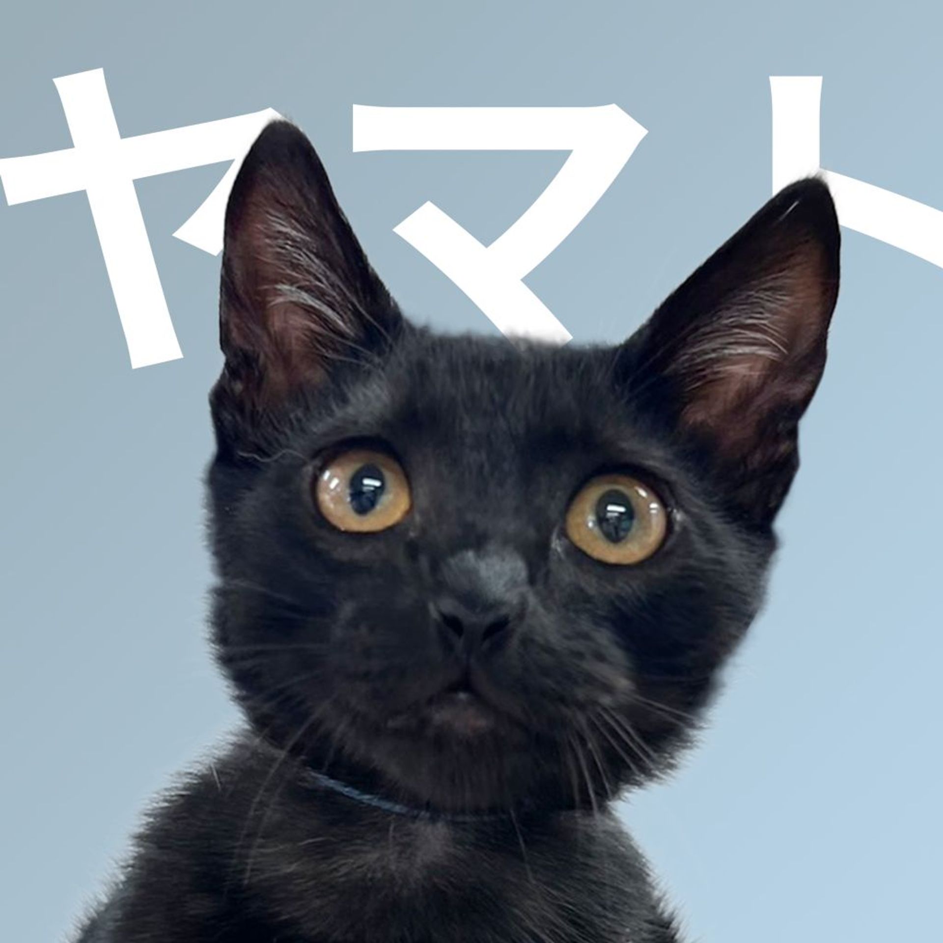 雑種（ミックス猫）・オスの里親募集の写真