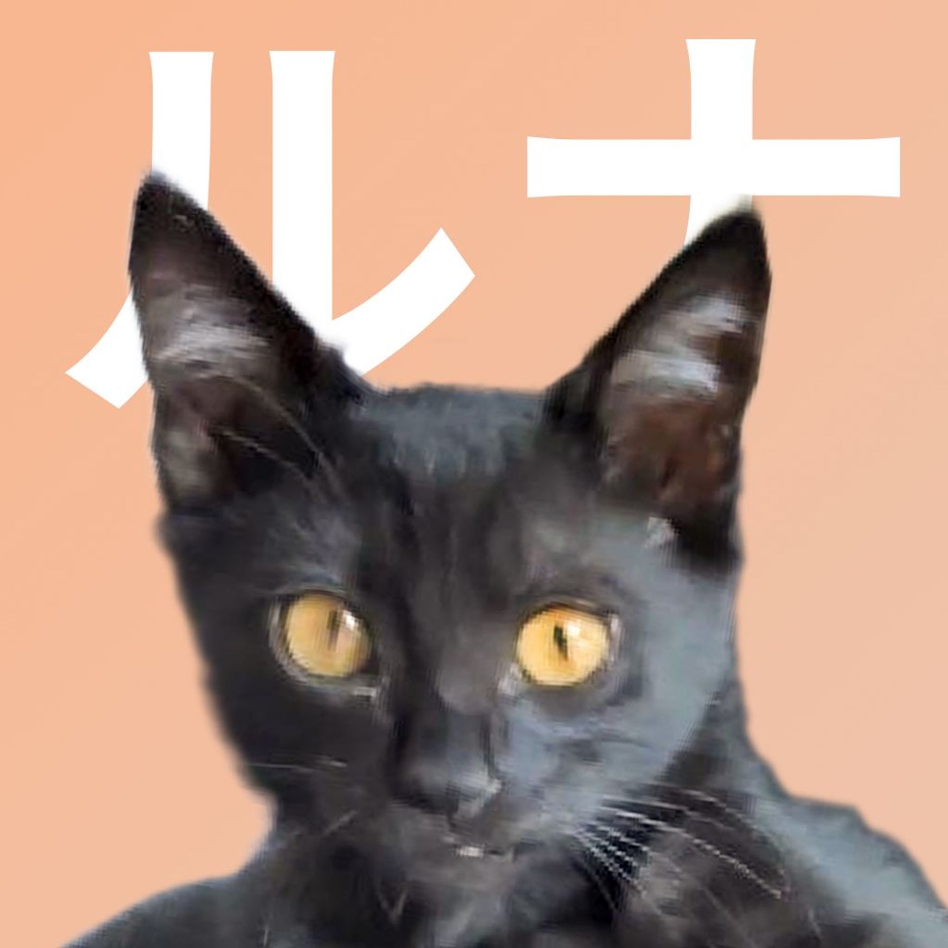 雑種（ミックス猫）・メスの里親募集の写真