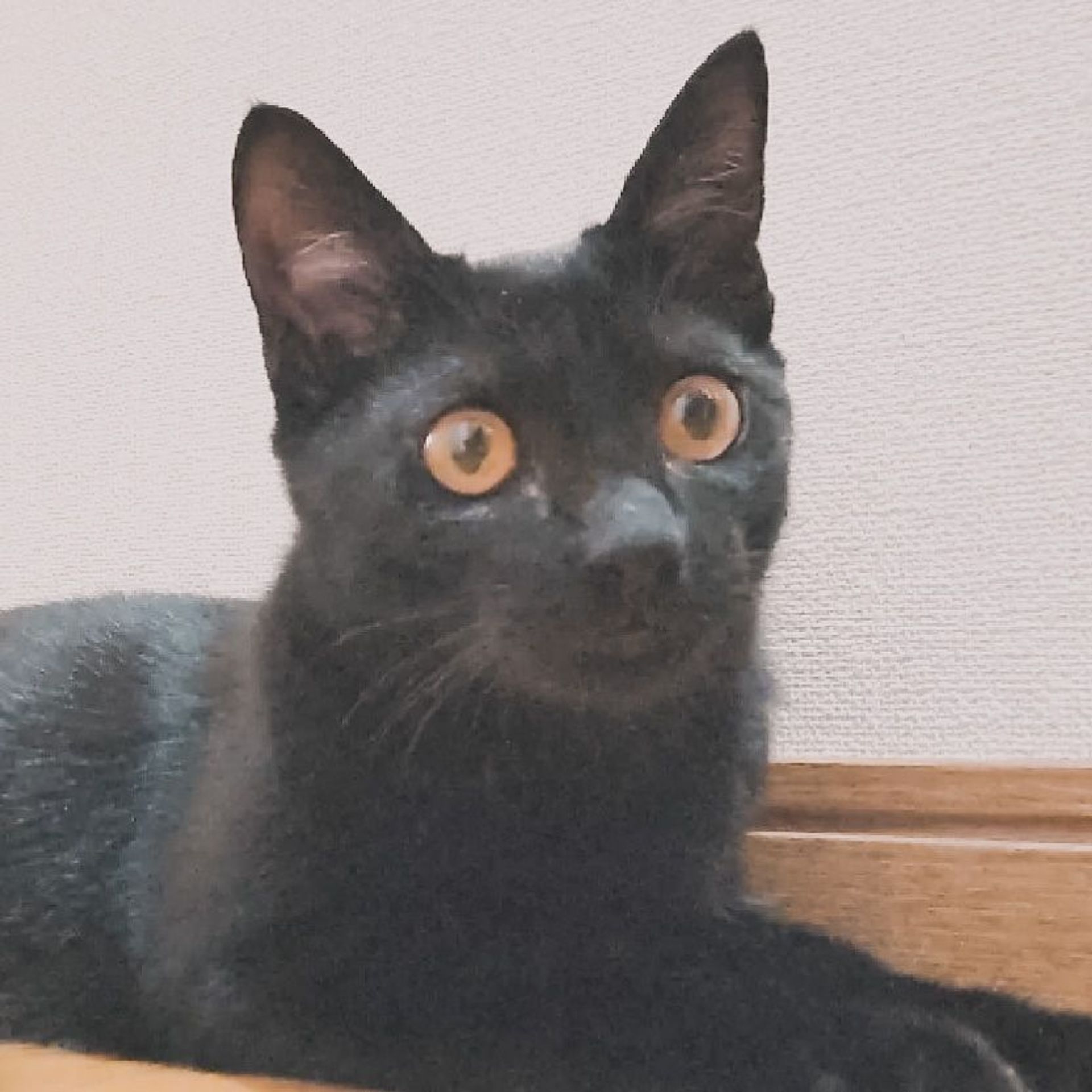 雑種（ミックス猫）・メスの里親募集の写真