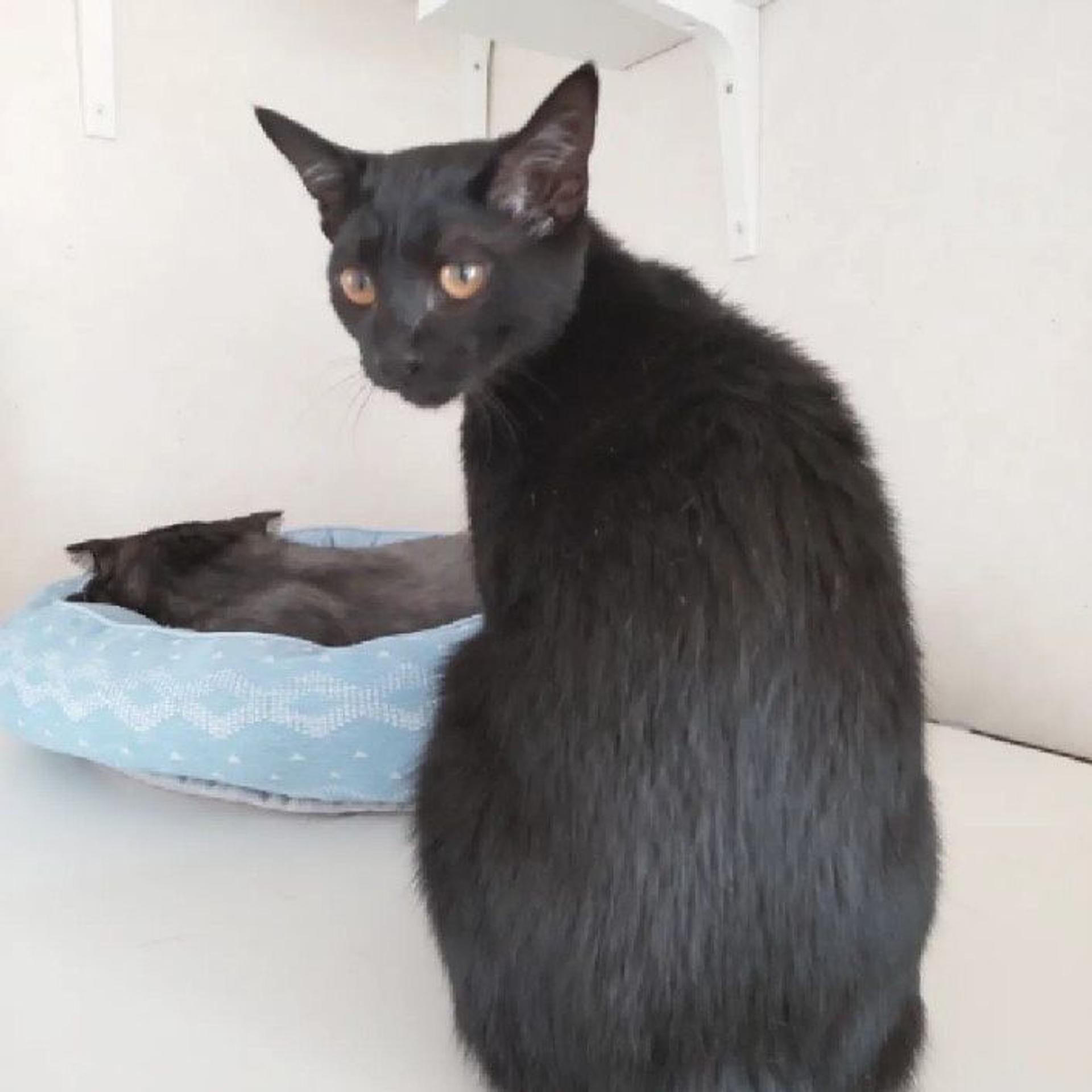 pet-image-2