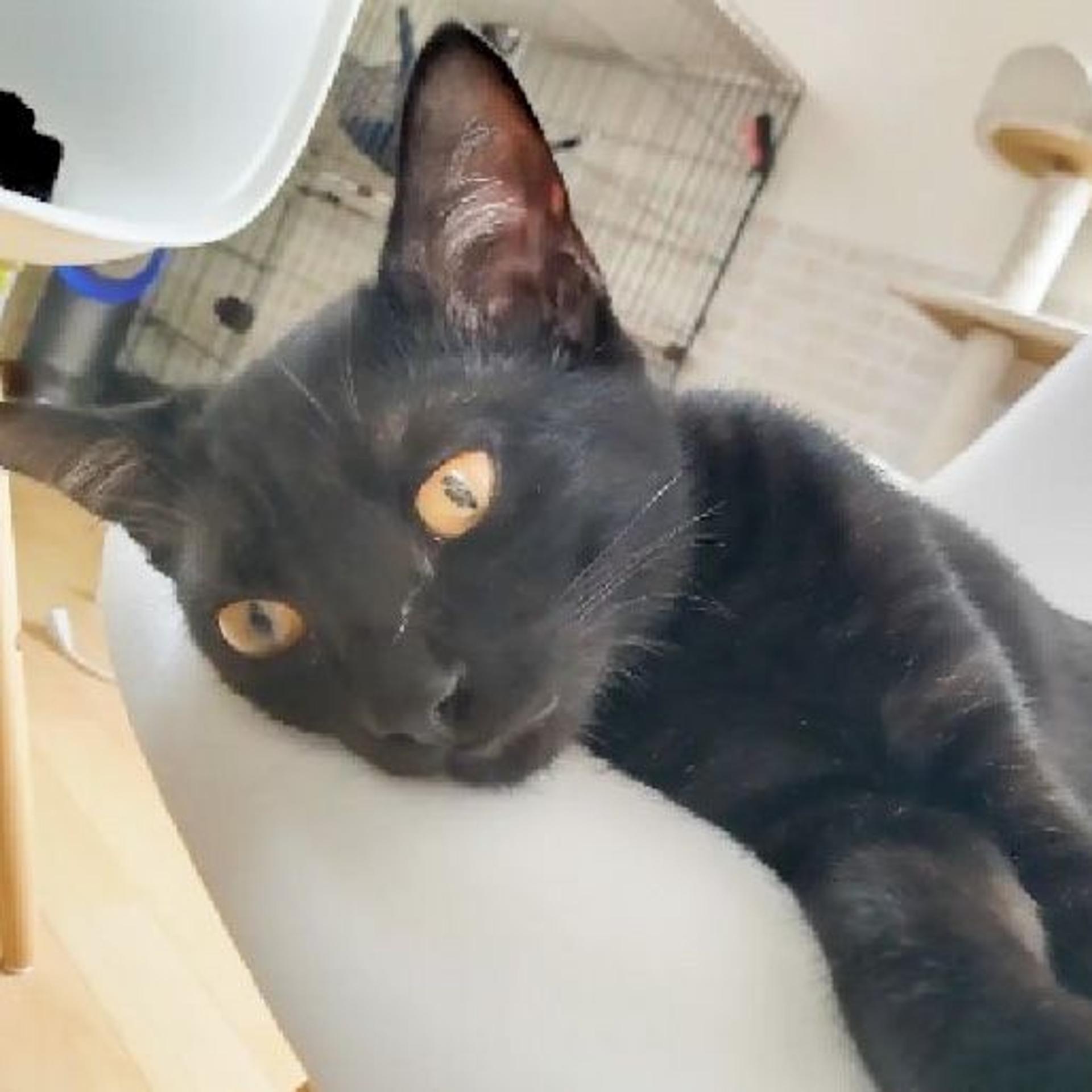 pet-image-3