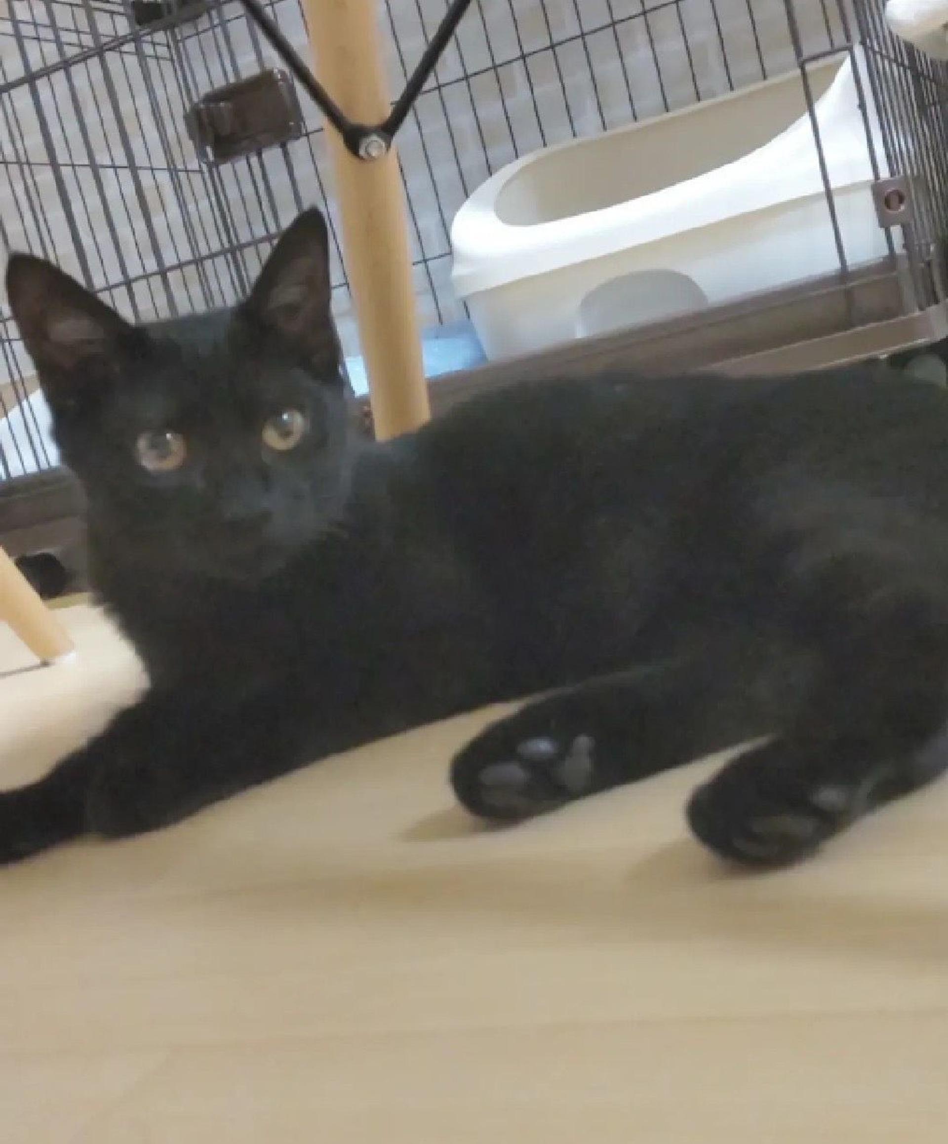 pet-image-5