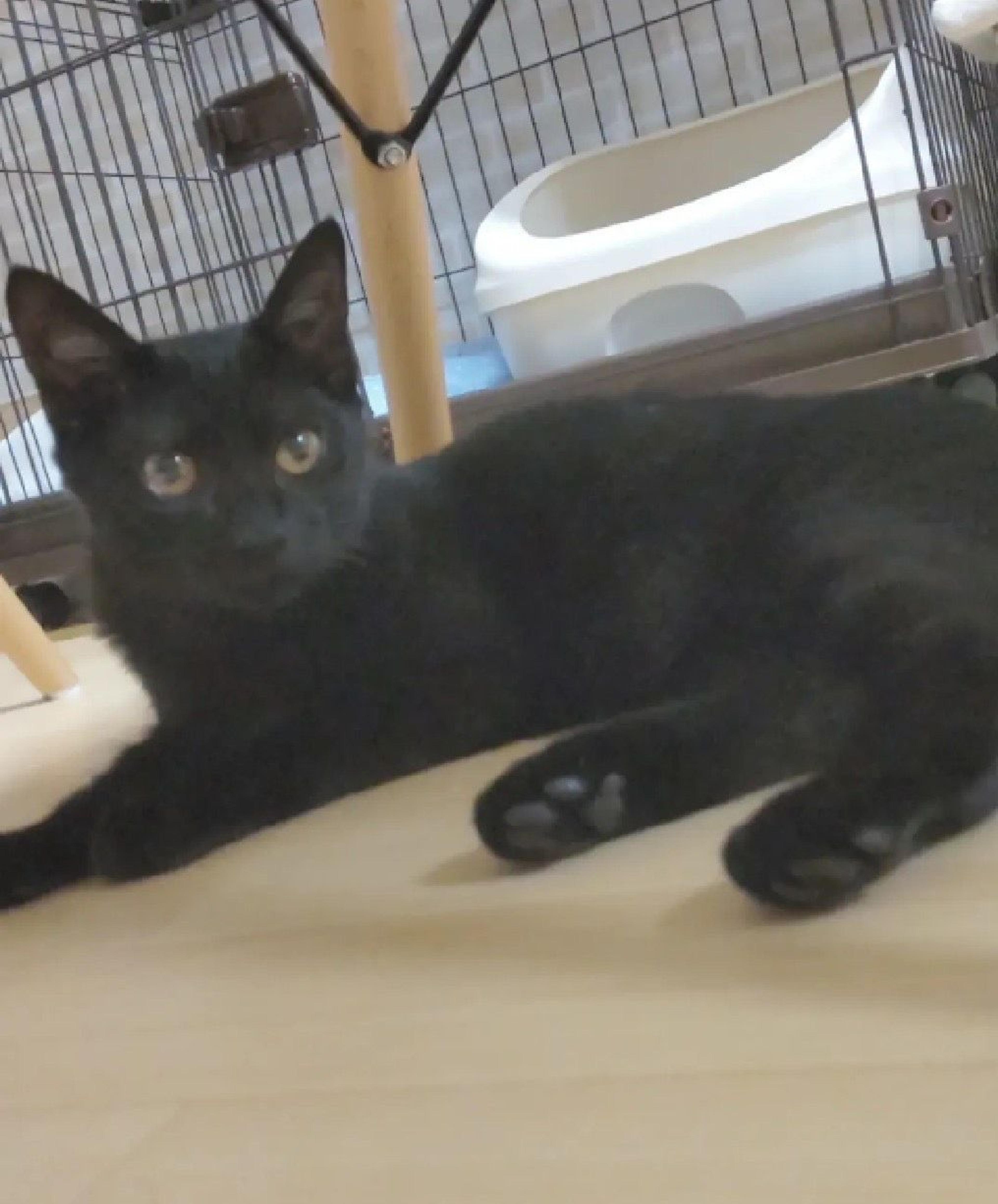 pet-image-5