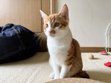 アスコットの写真