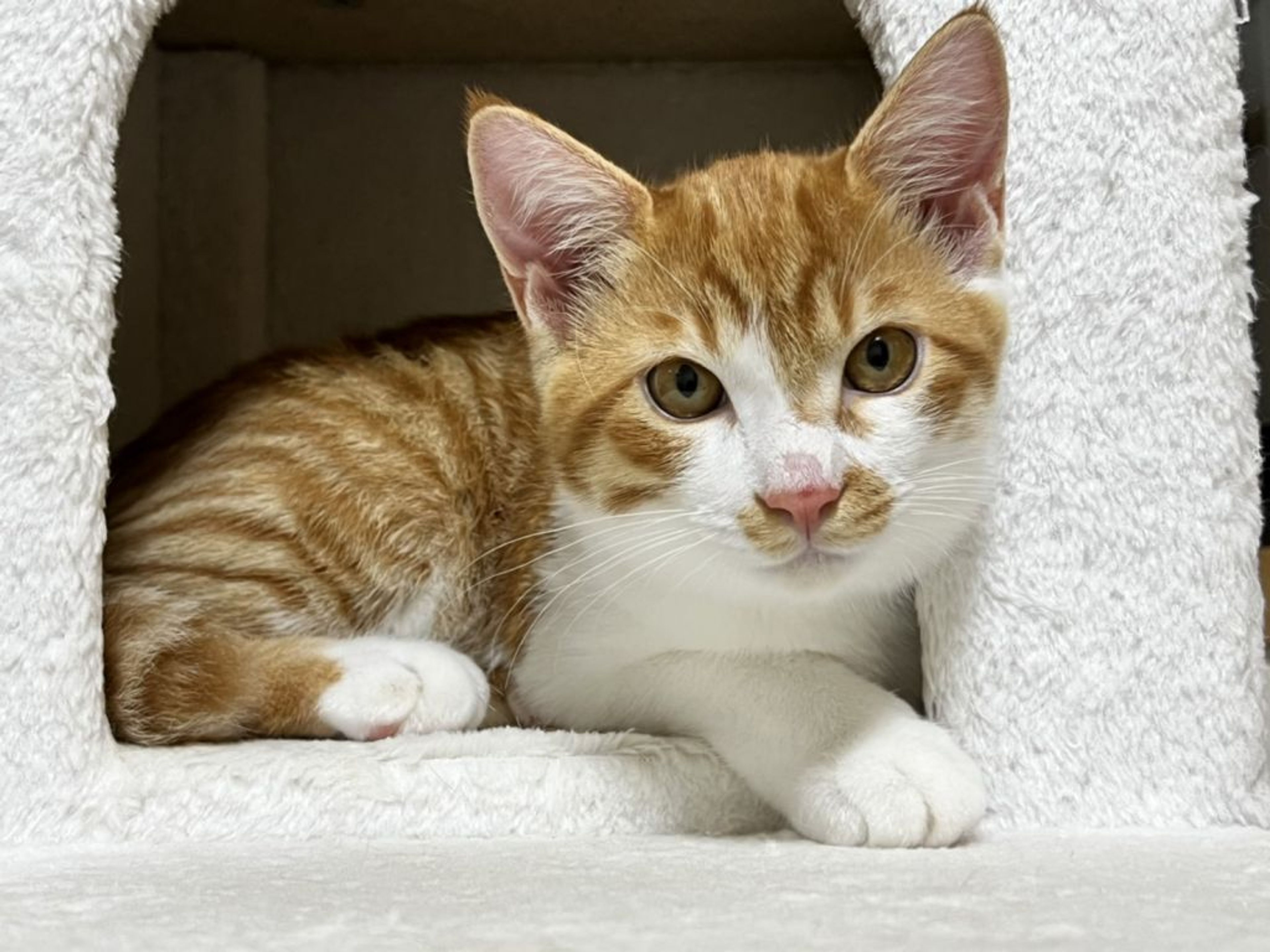 pet-image-3