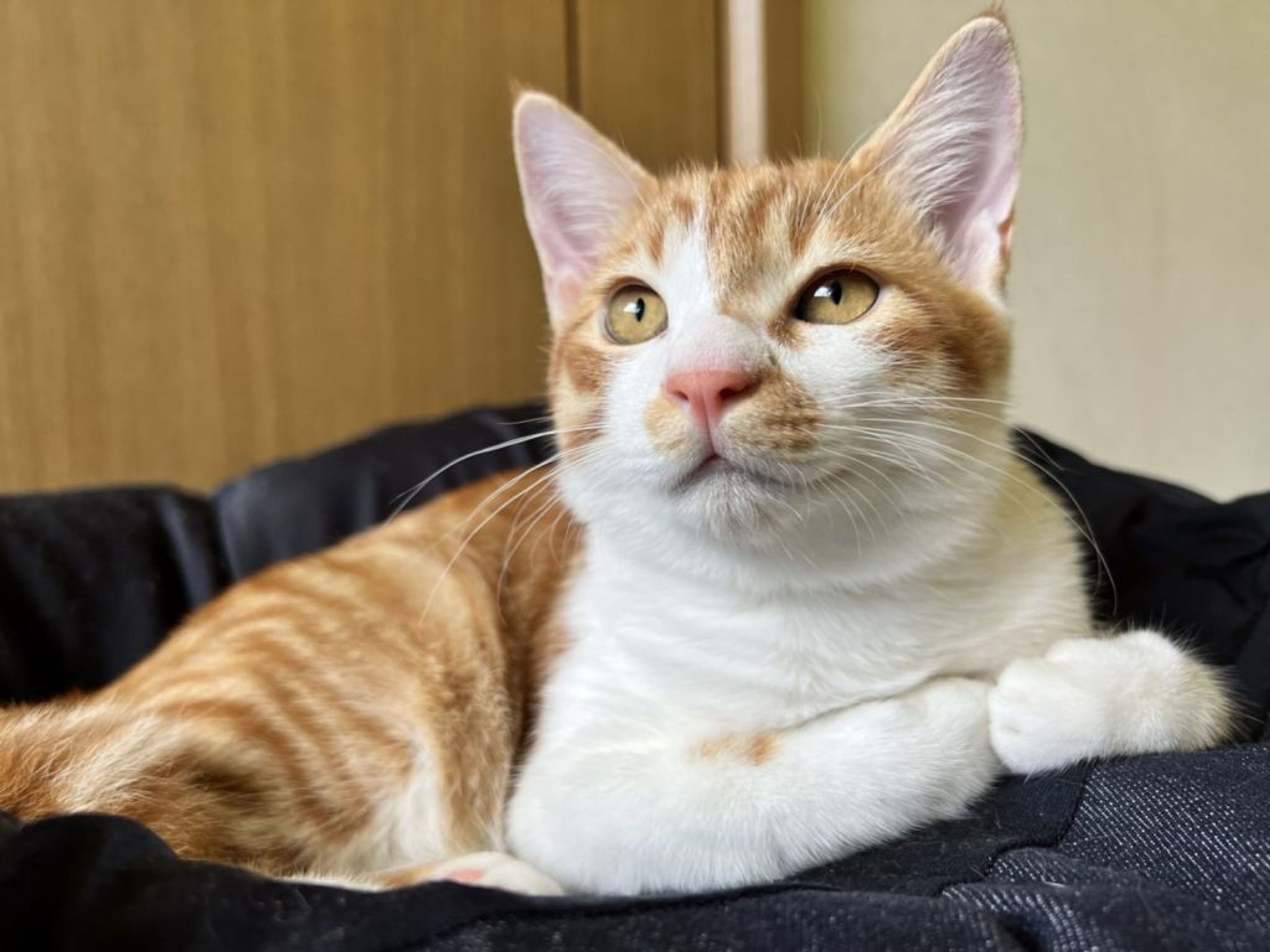 pet-image-4
