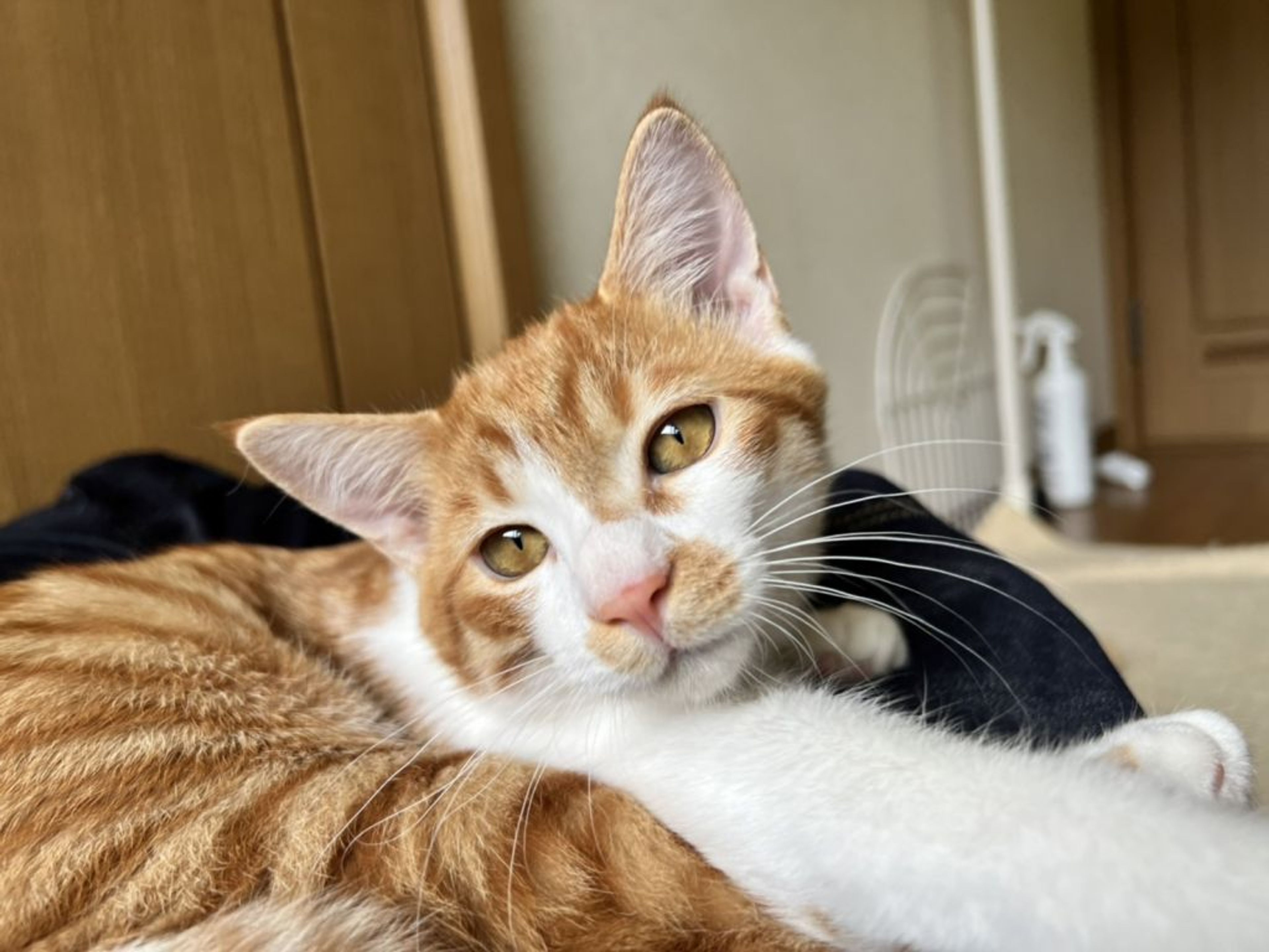 pet-image-5