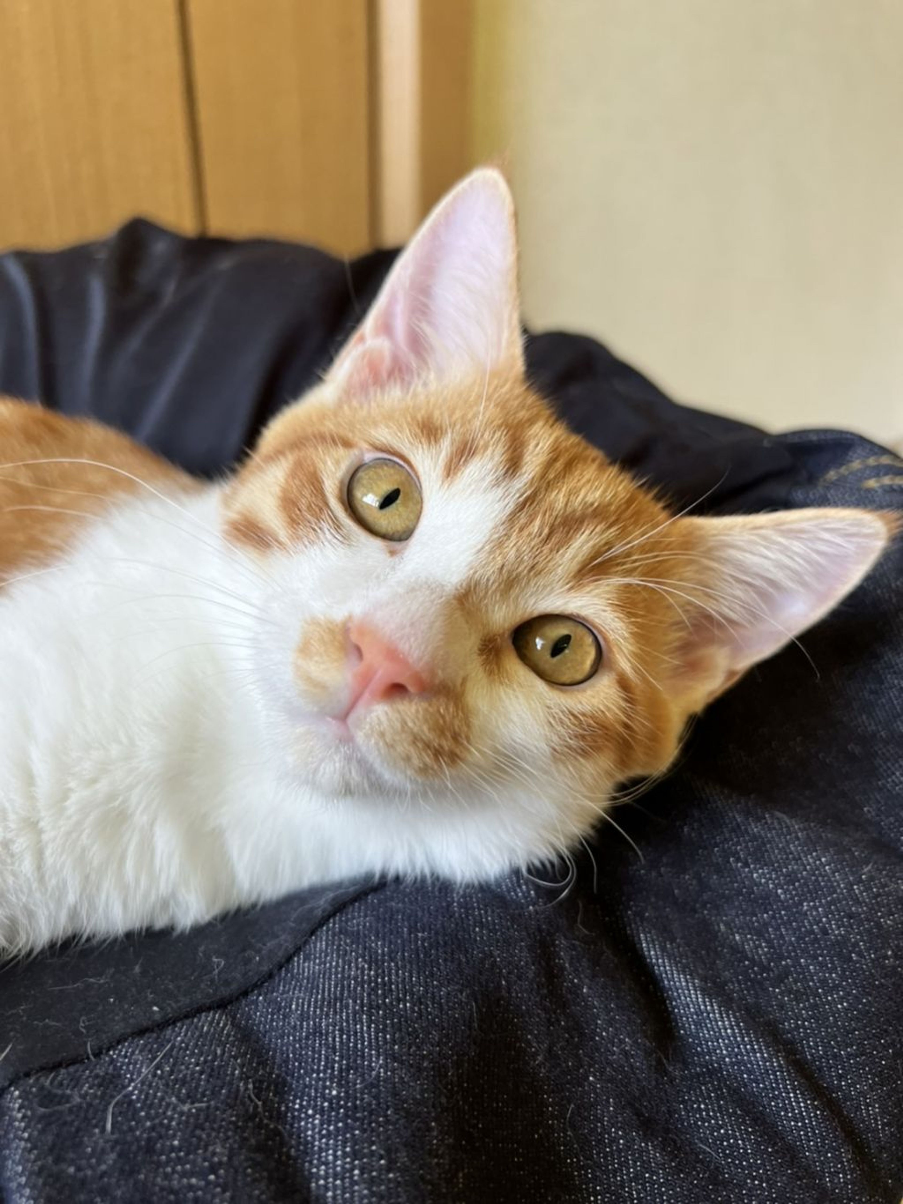 pet-image-7