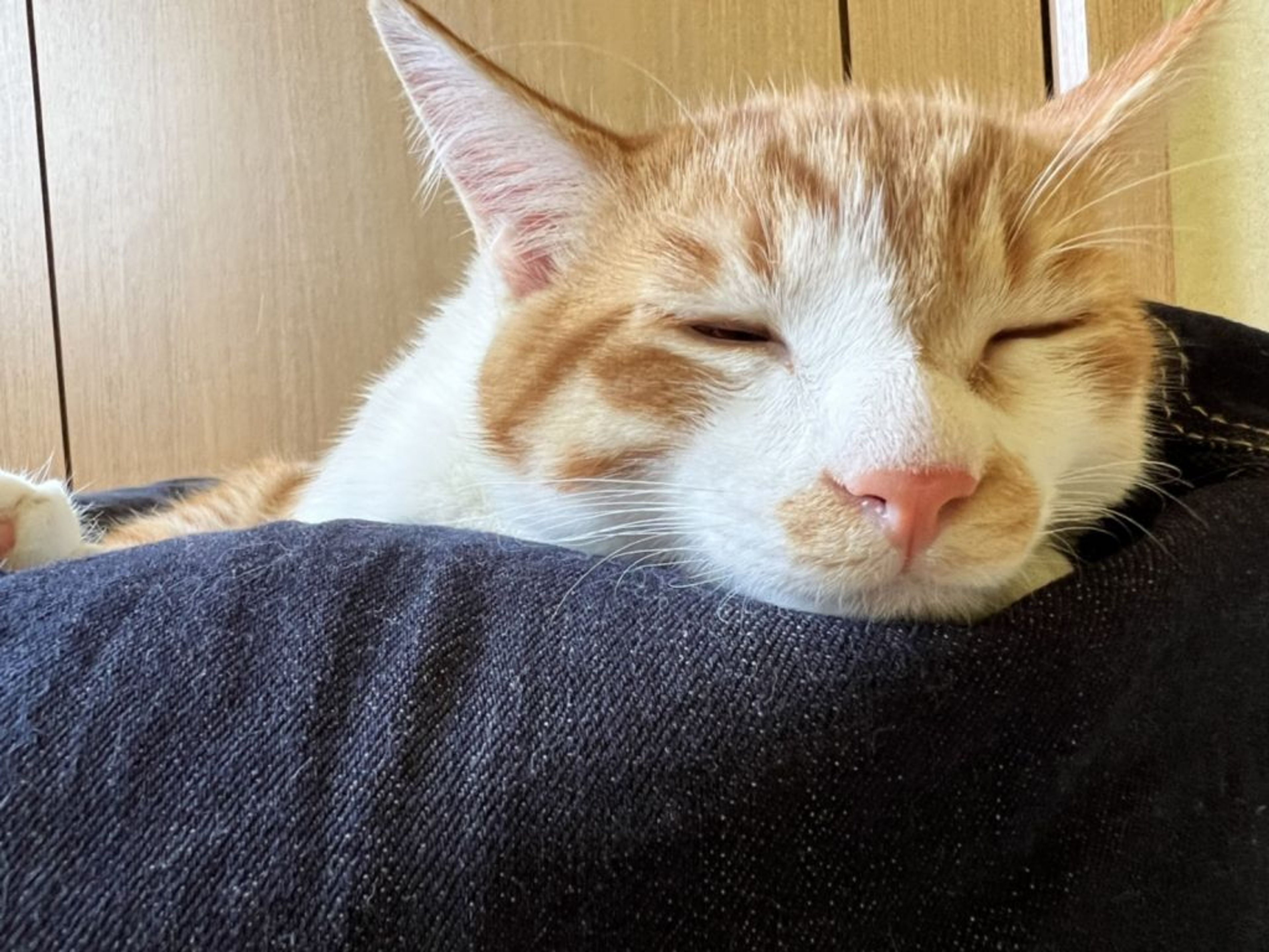 pet-image-8