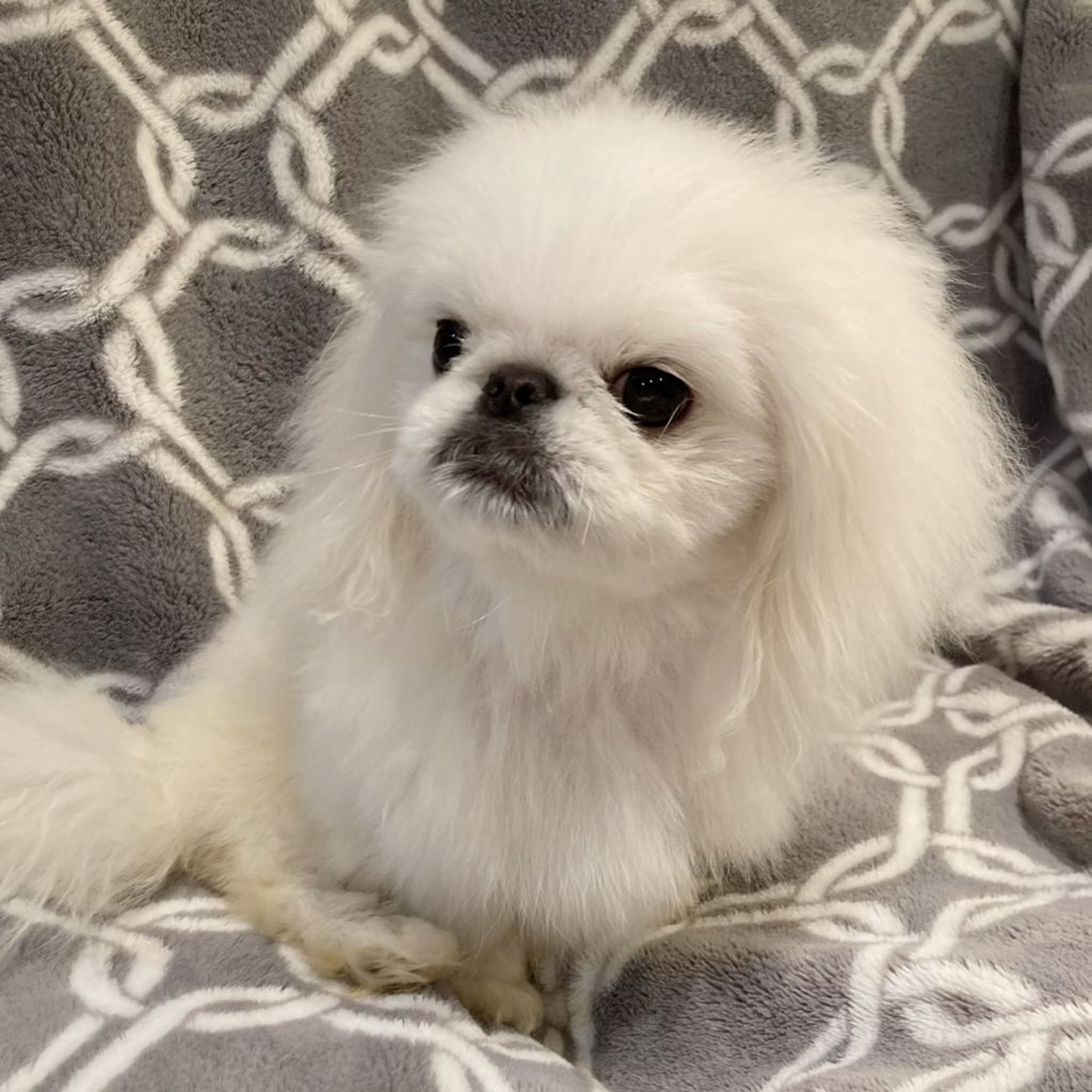 pet-image-4