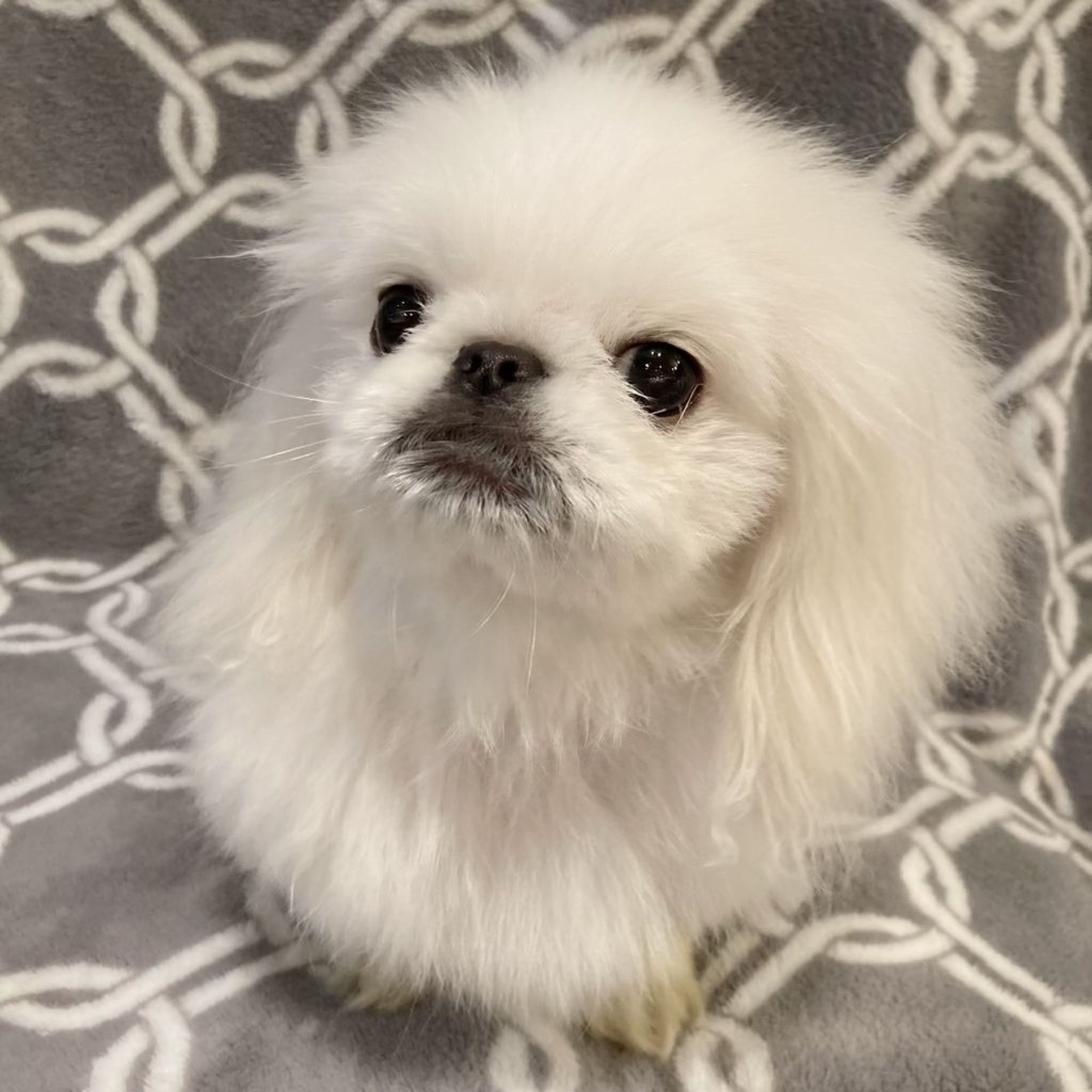 pet-image-5