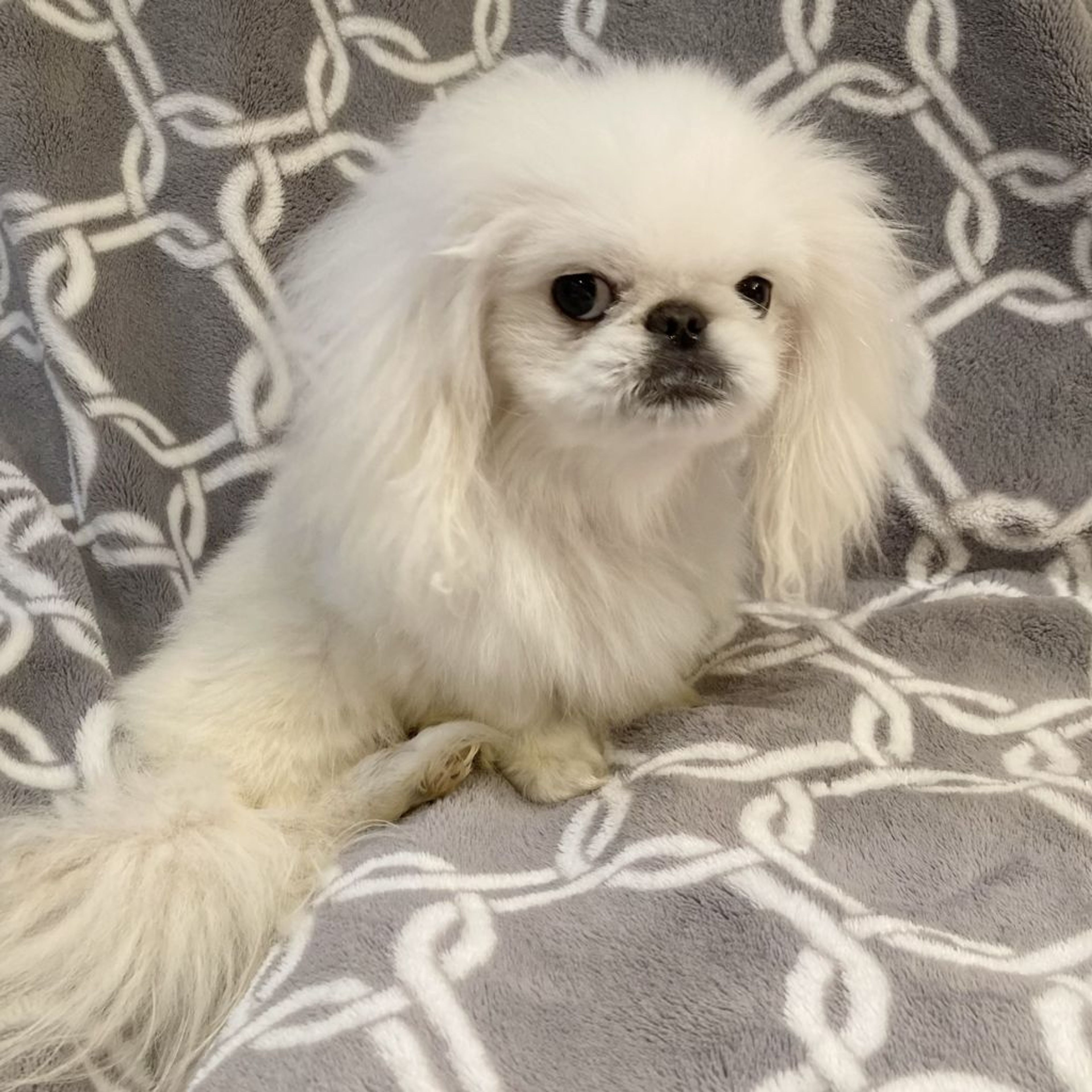 pet-image-6