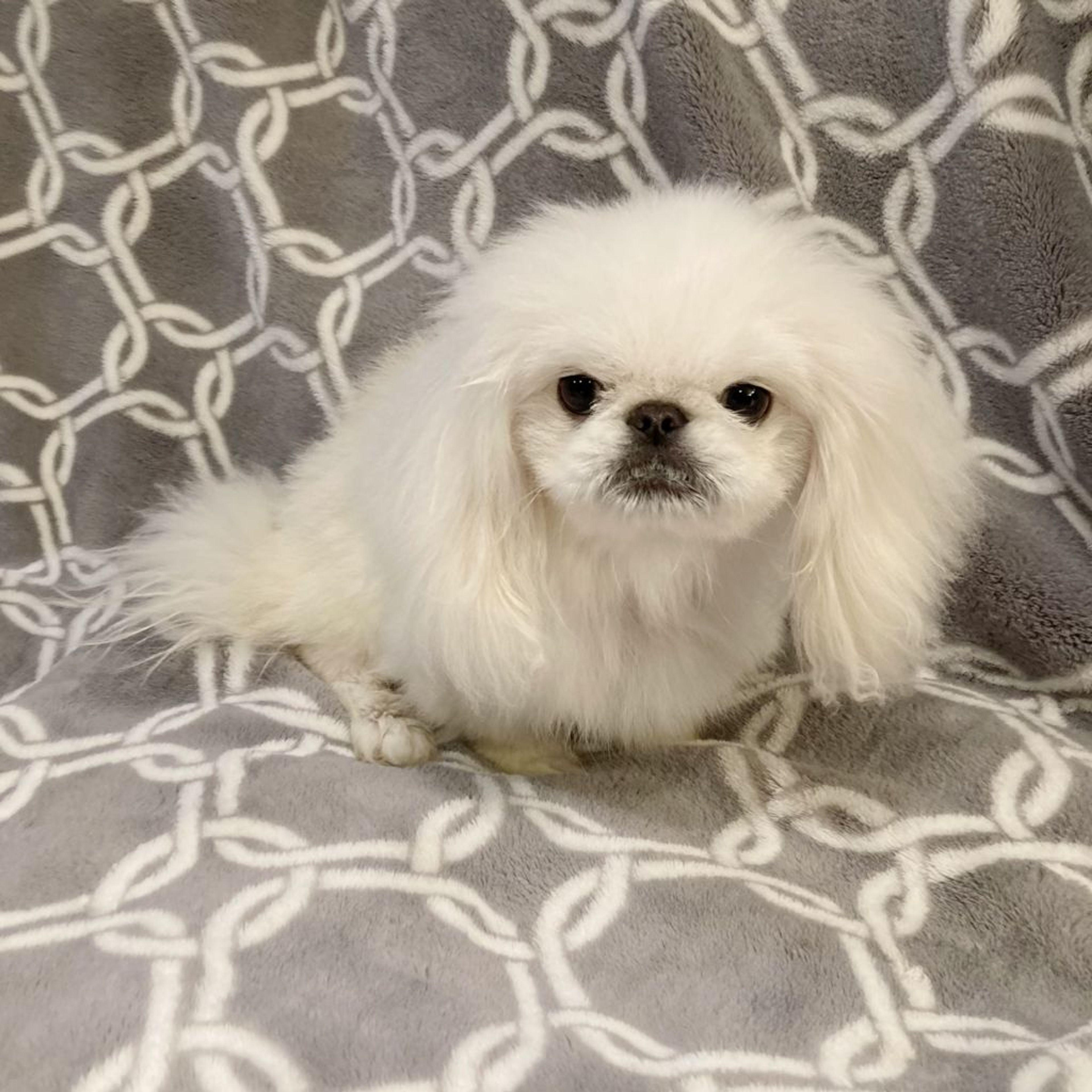 pet-image-7