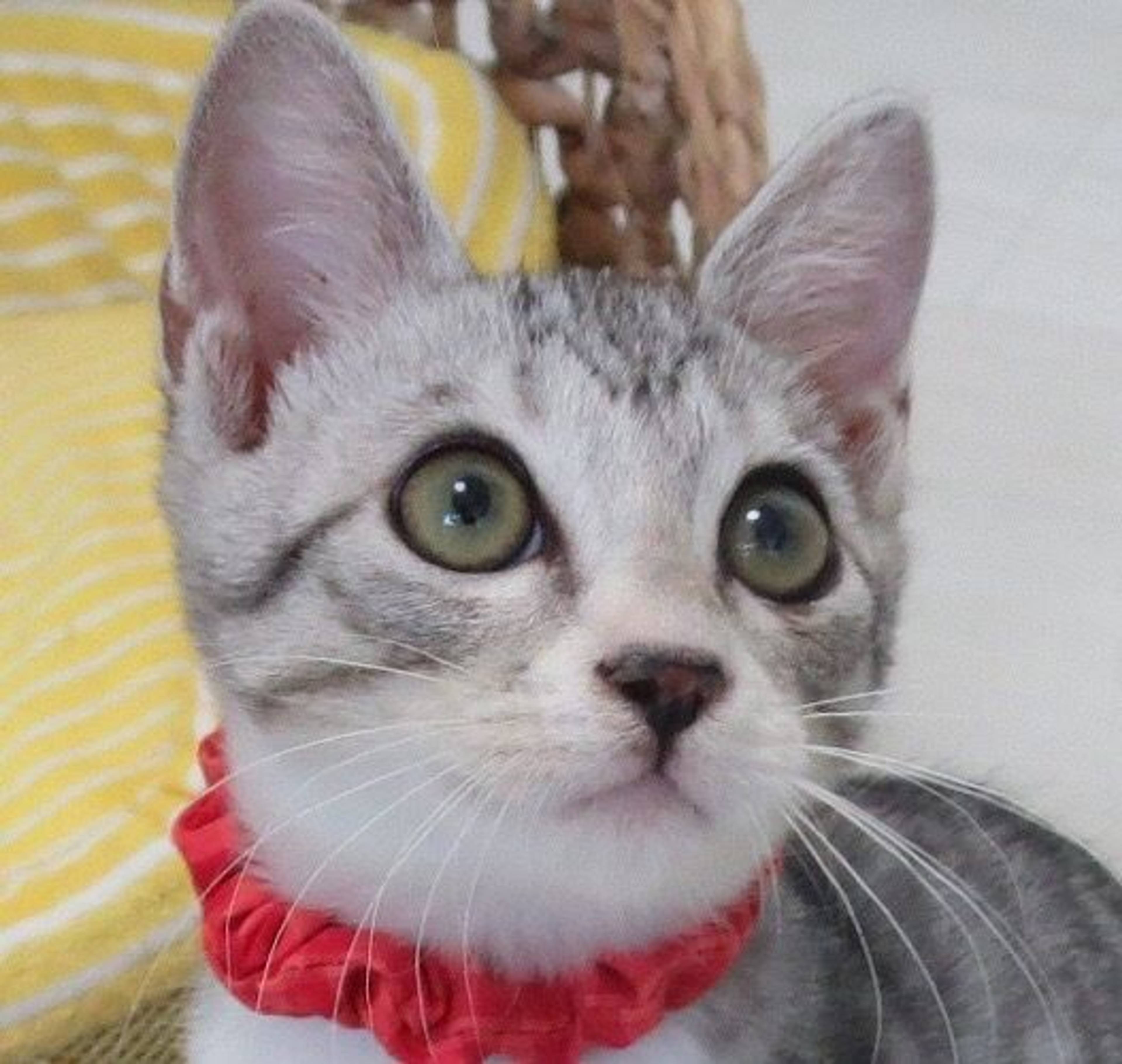 雑種（ミックス猫）・オスの里親募集の写真