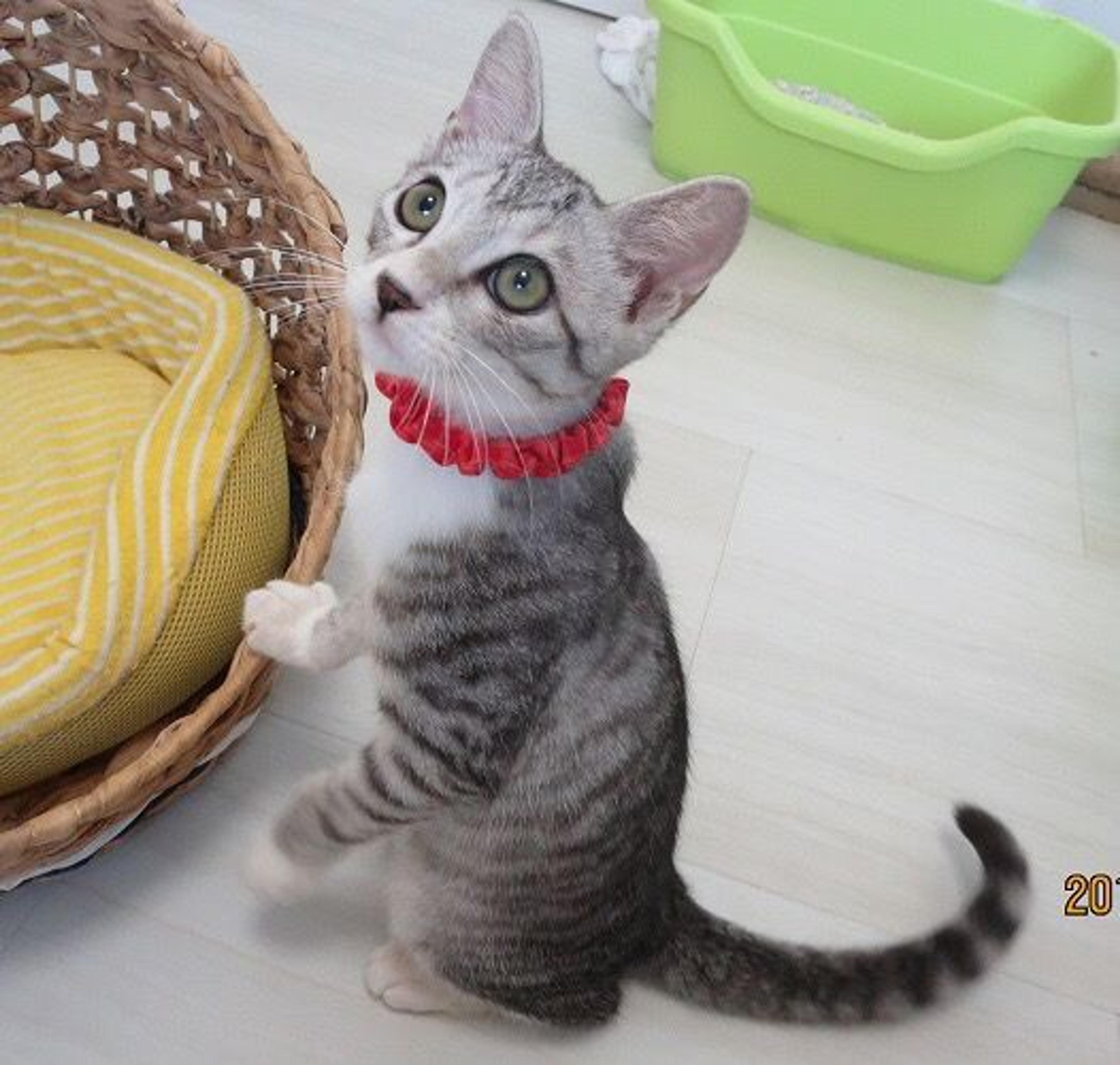 pet-image-3