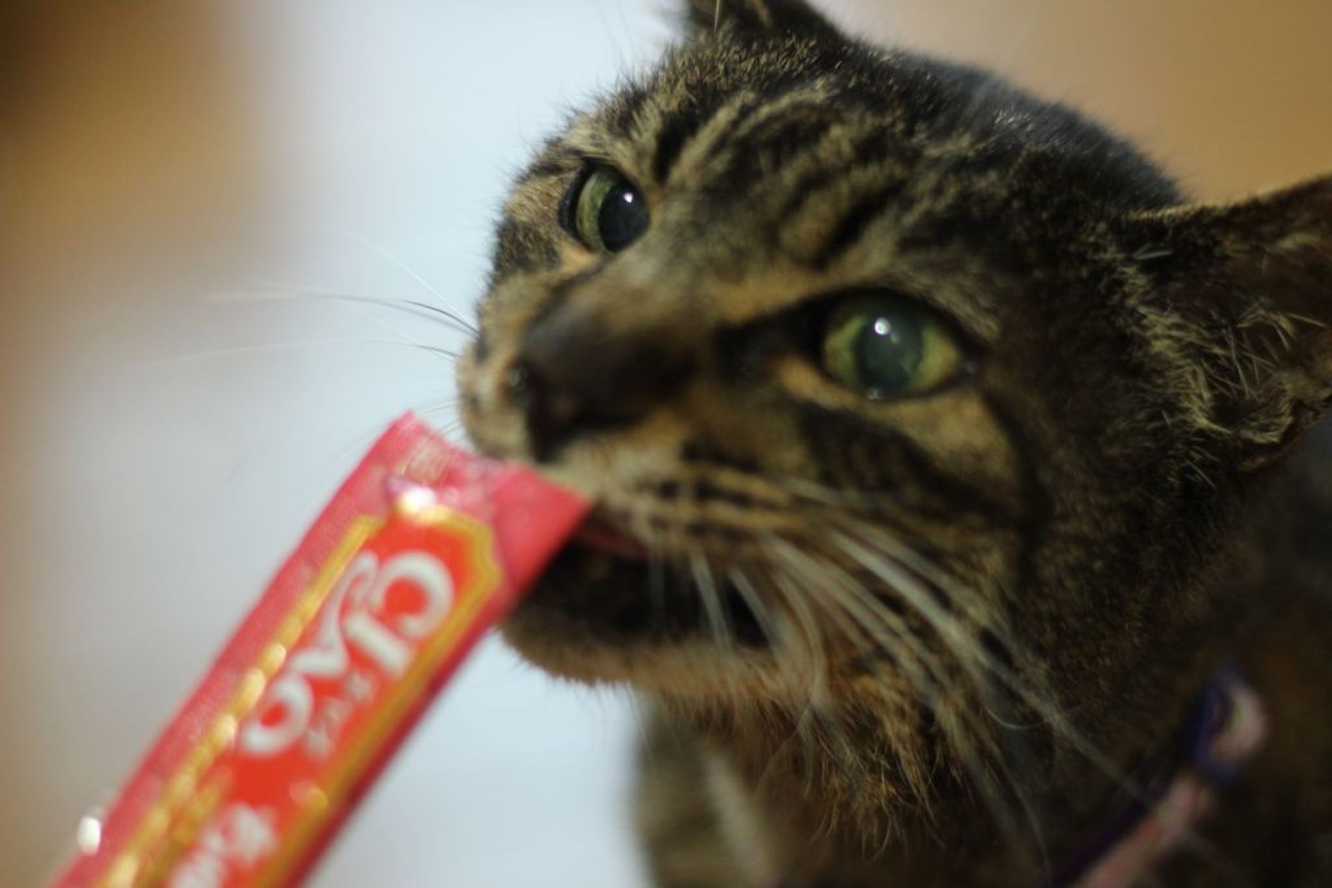 雑種（ミックス猫）・オスの里親募集の写真