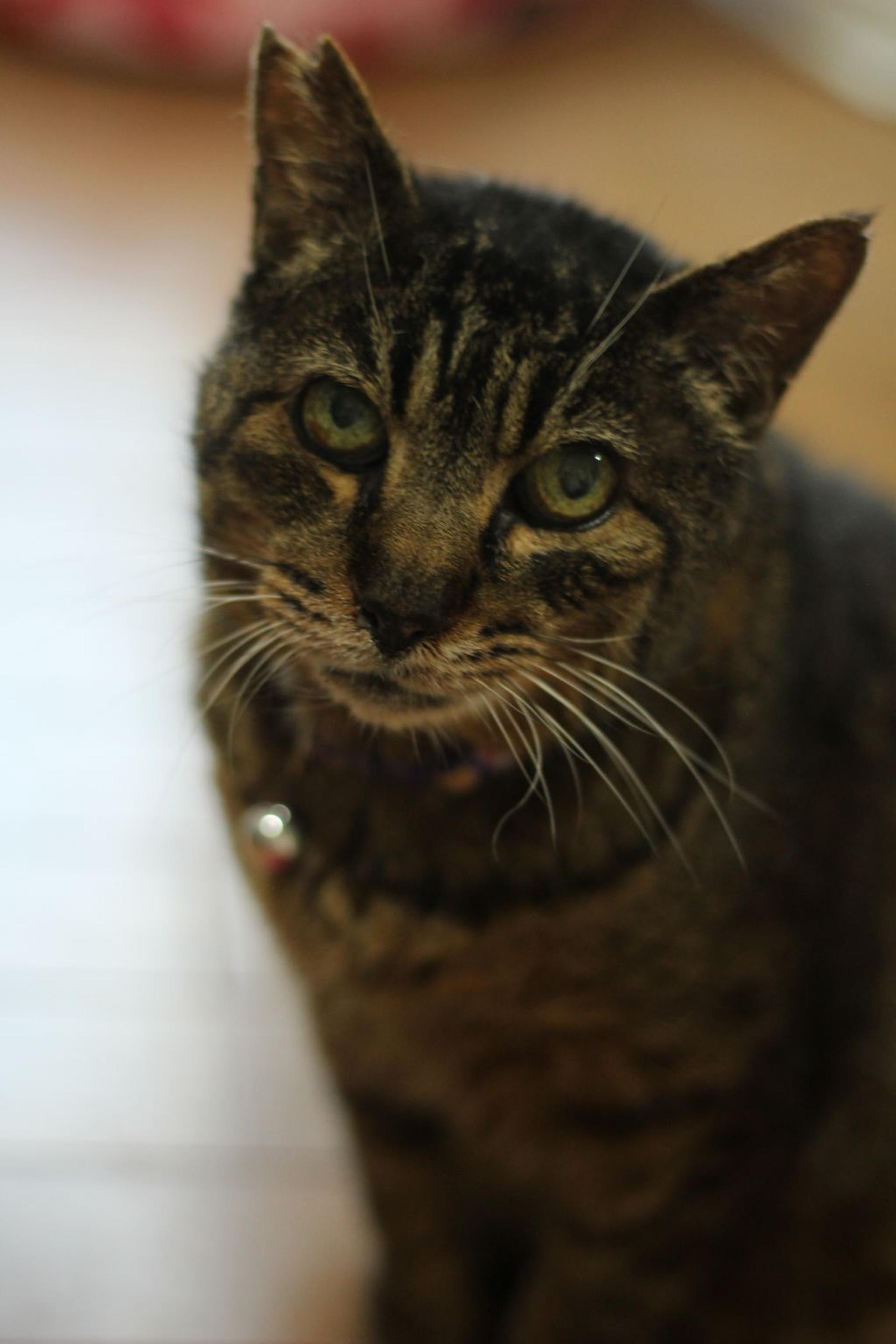pet-image-4