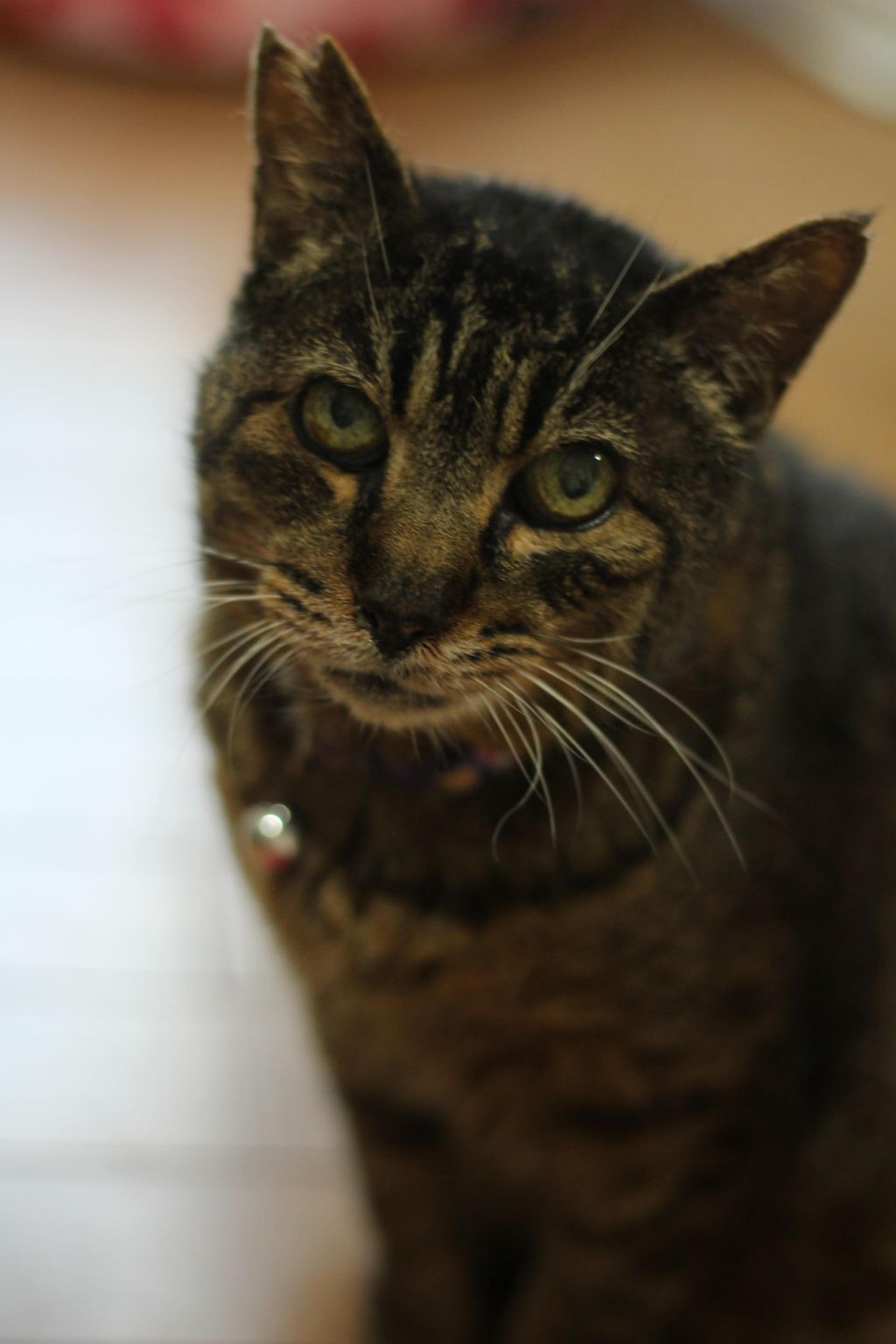 pet-image-4