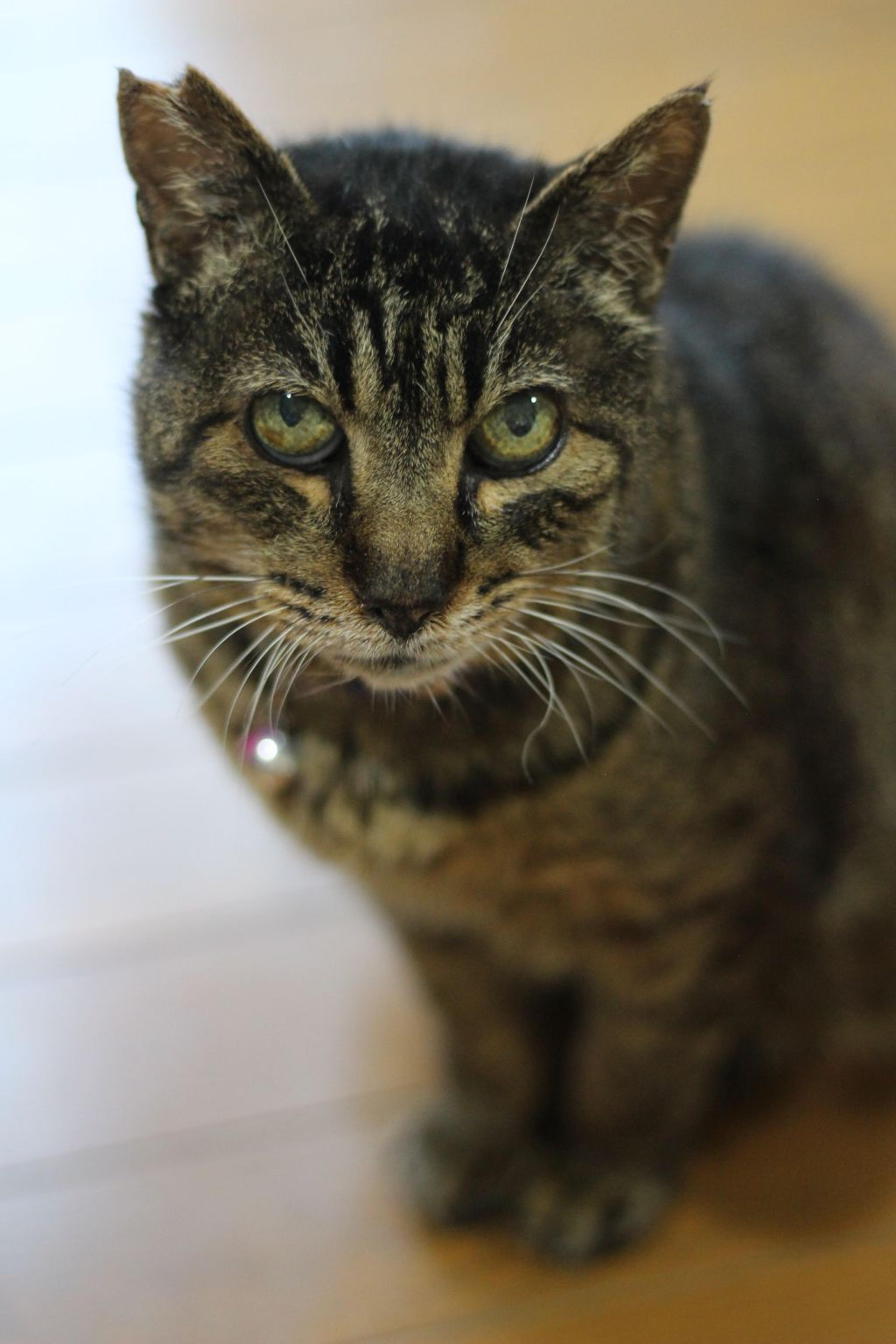 pet-image-5