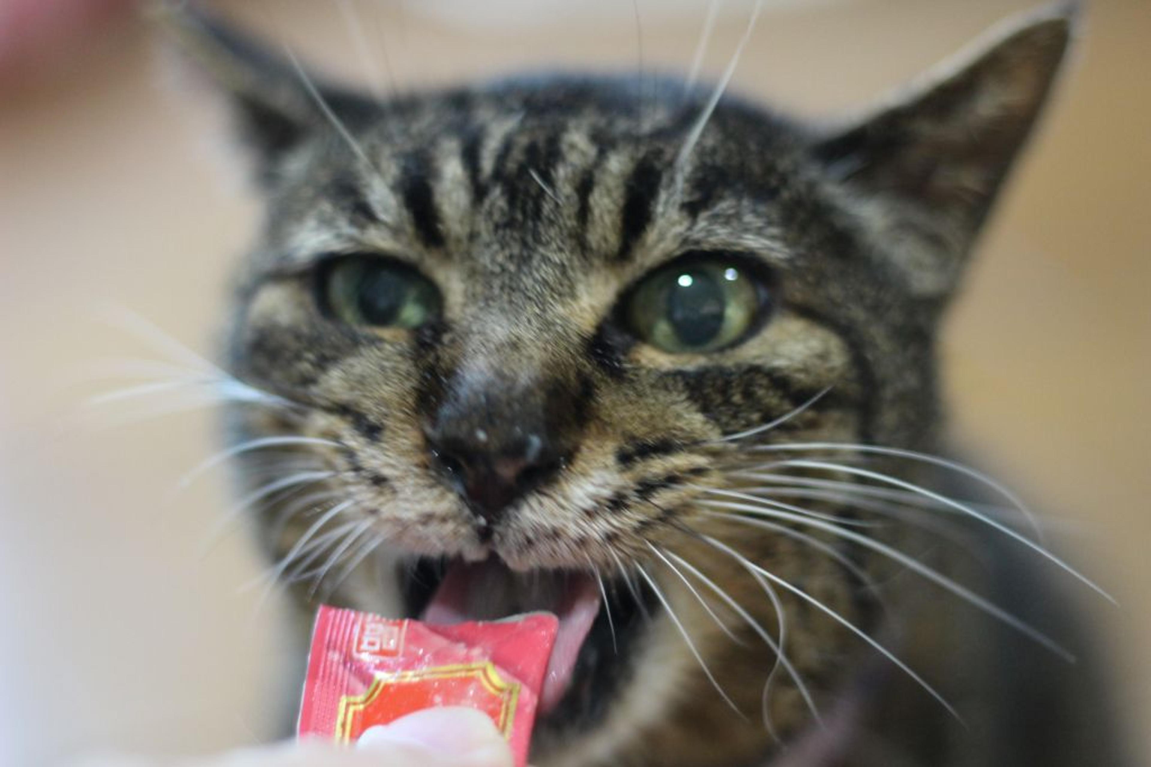 pet-image-7