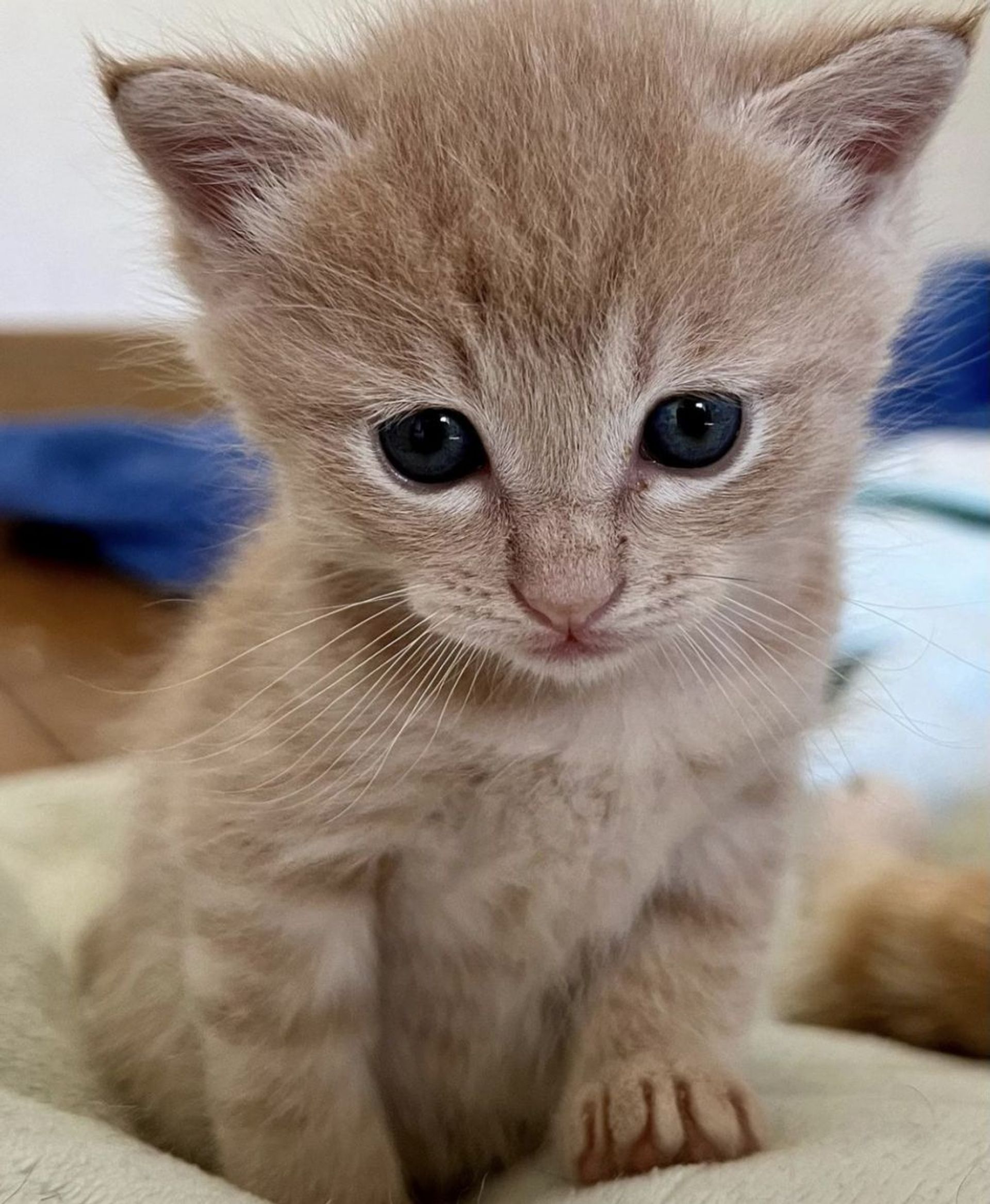 雑種（ミックス猫）・オスの里親募集の写真