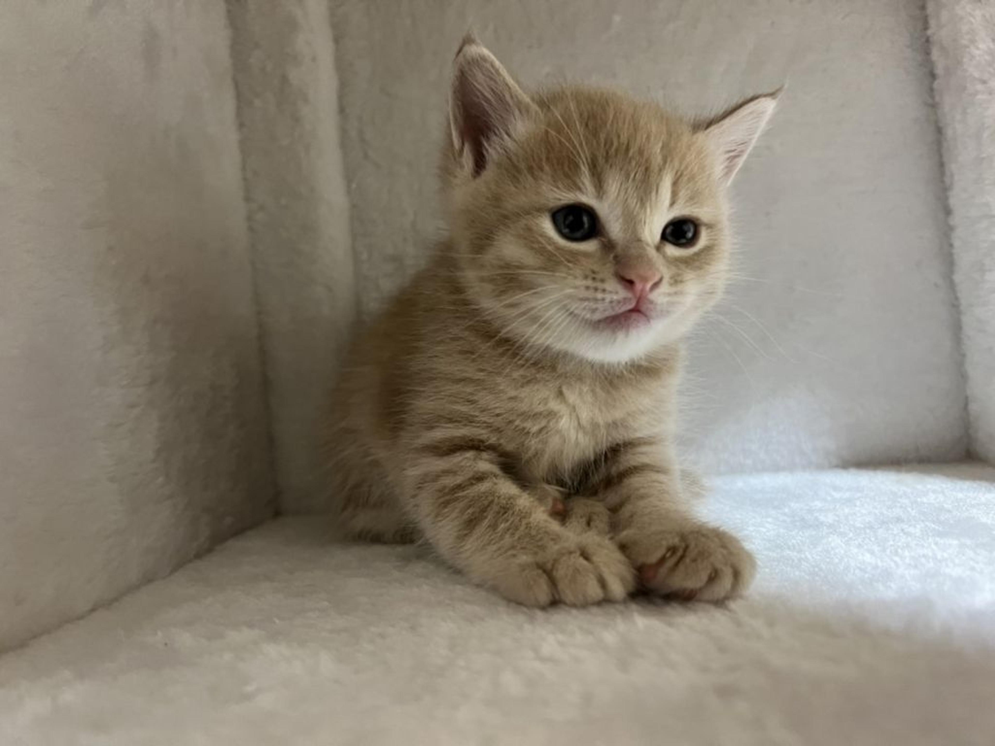 pet-image-5