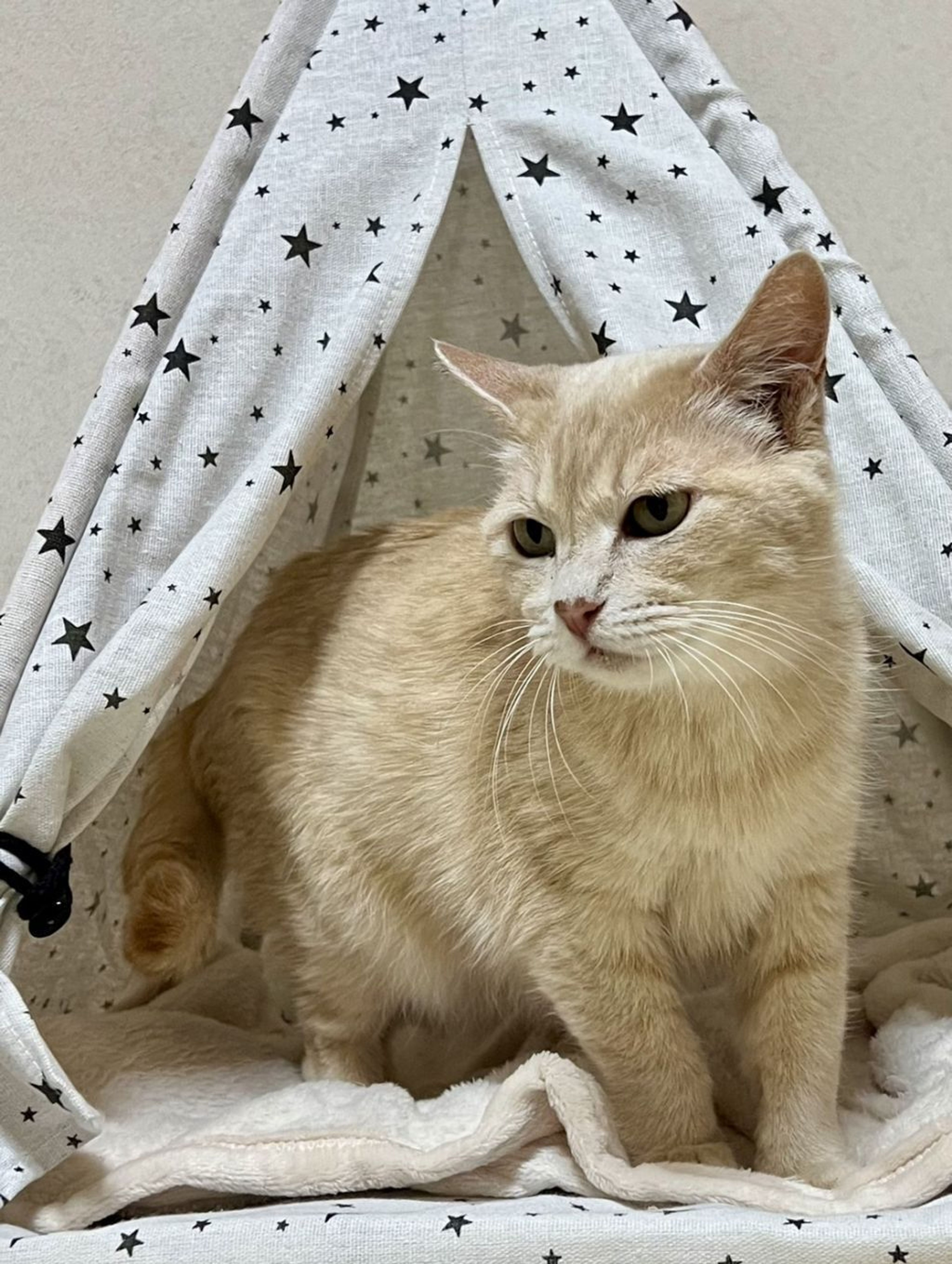 pet-image-3