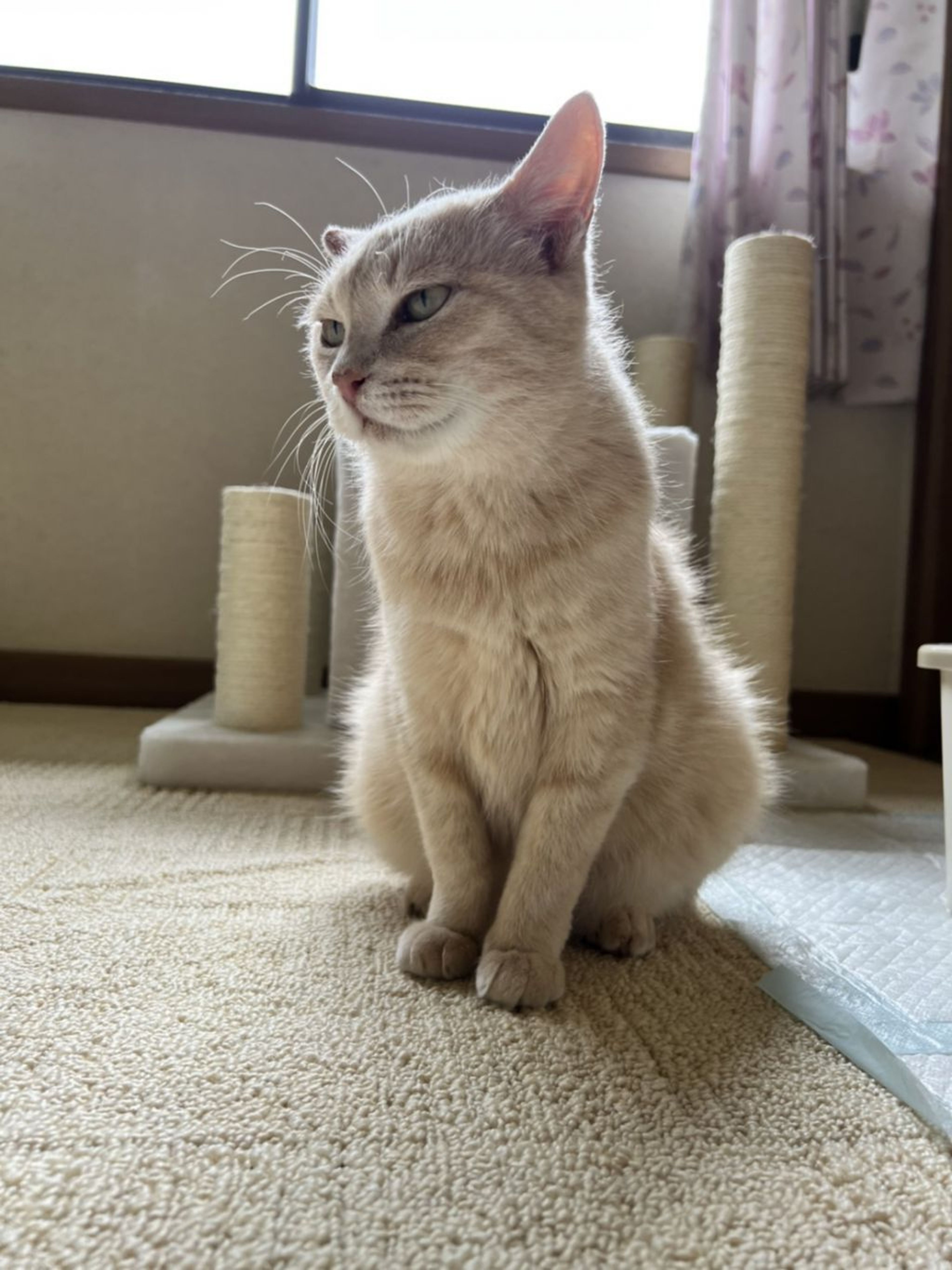 pet-image-4