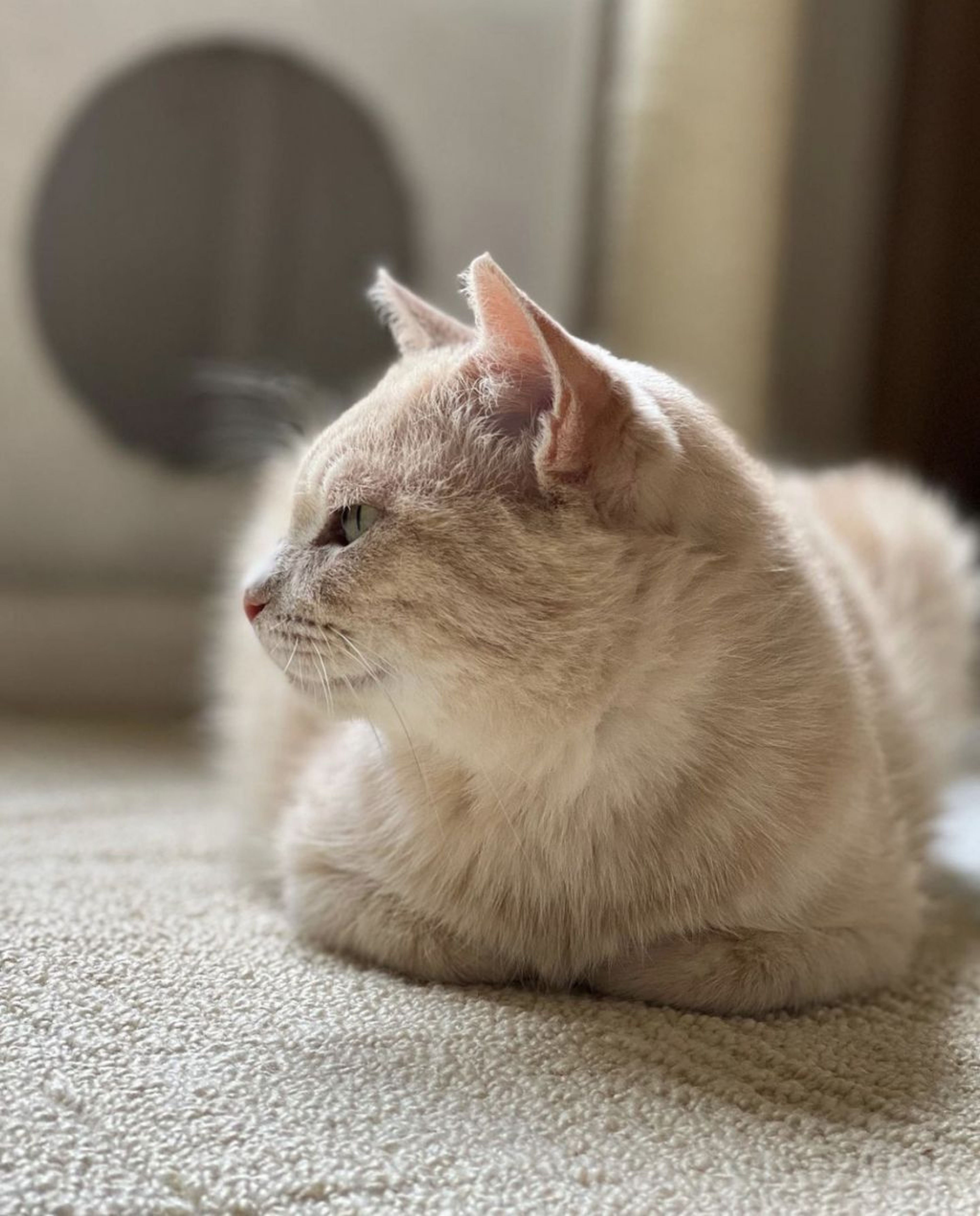pet-image-5