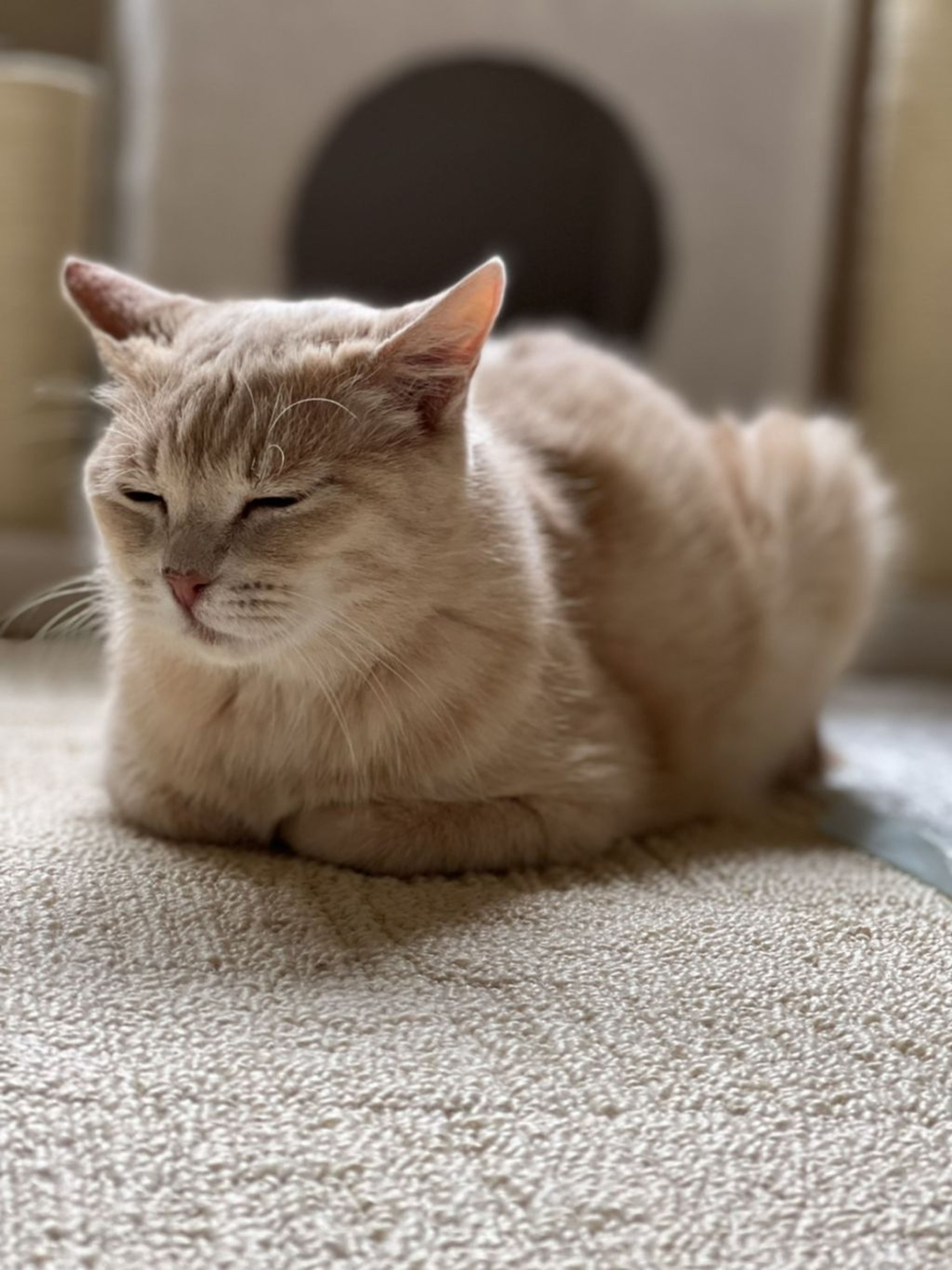 pet-image-6