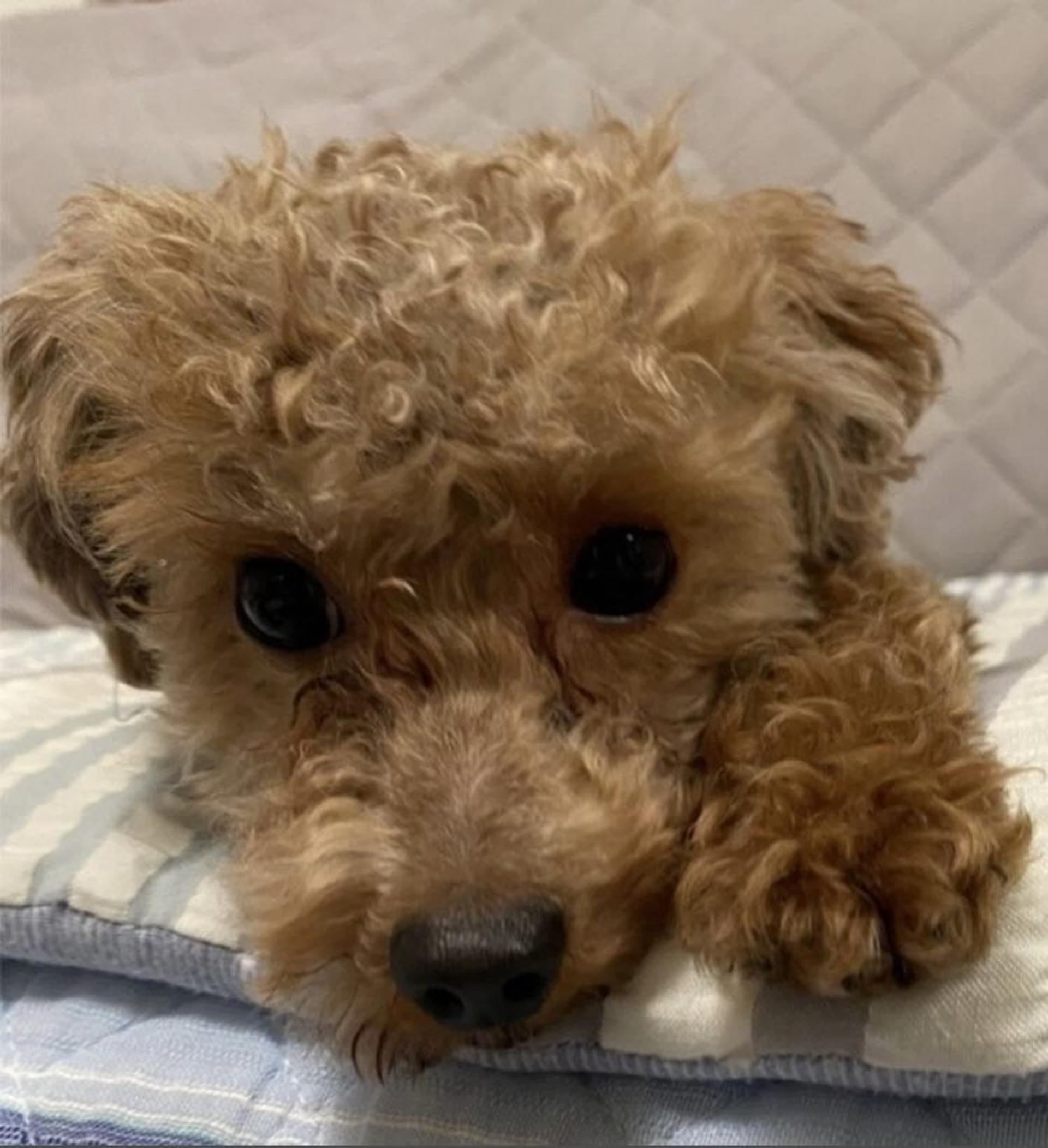 pet-image-3