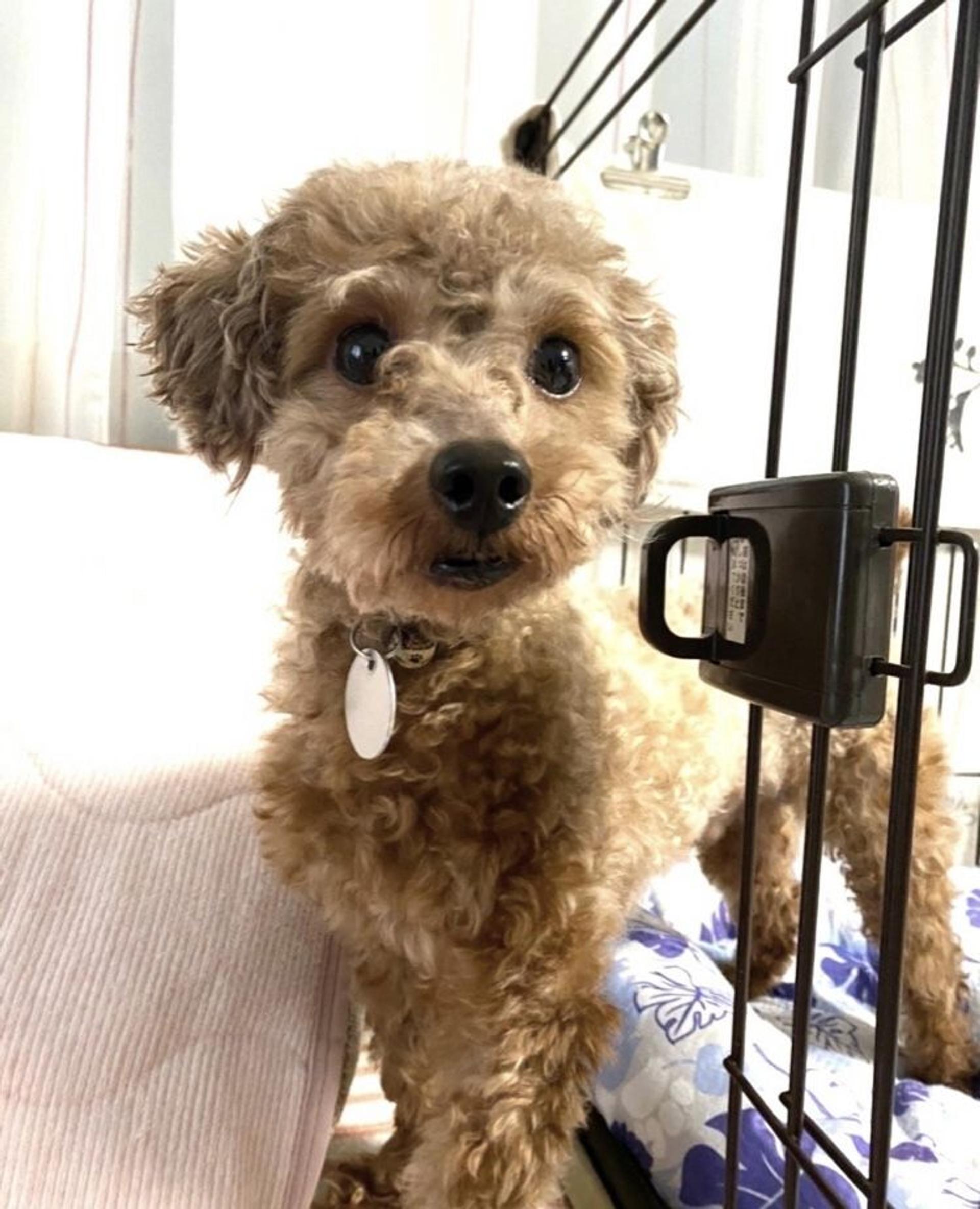 pet-image-4