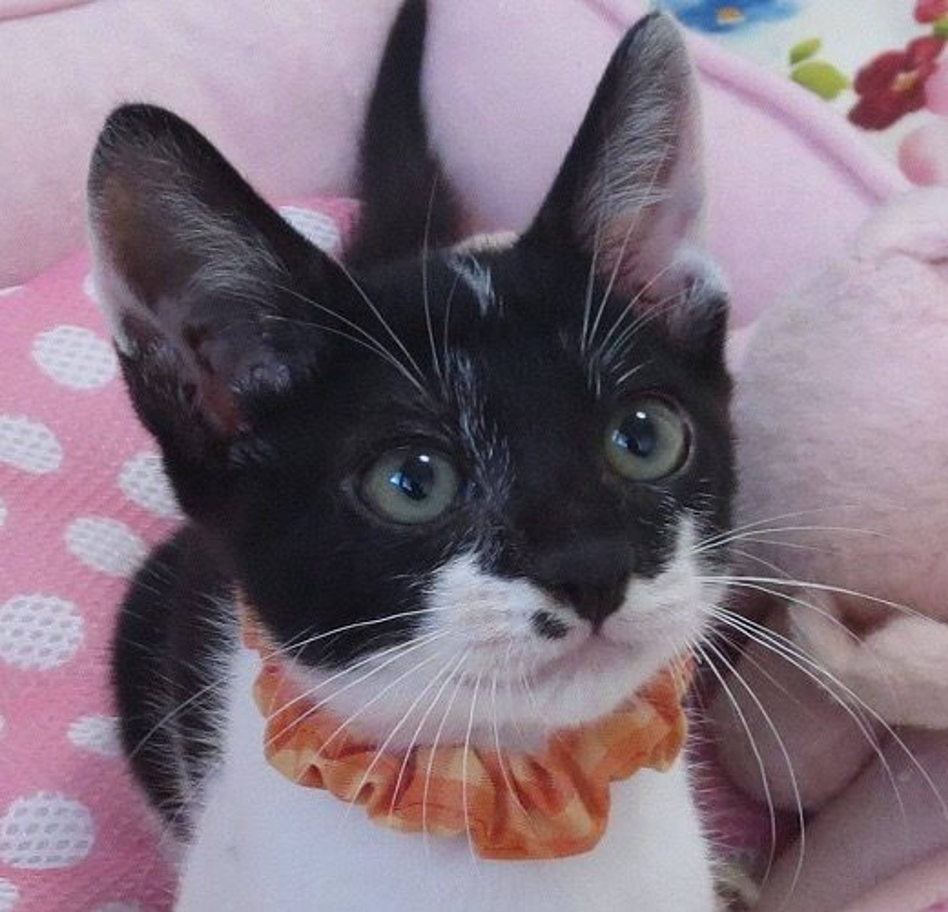 雑種（ミックス猫）・オスの里親募集の写真