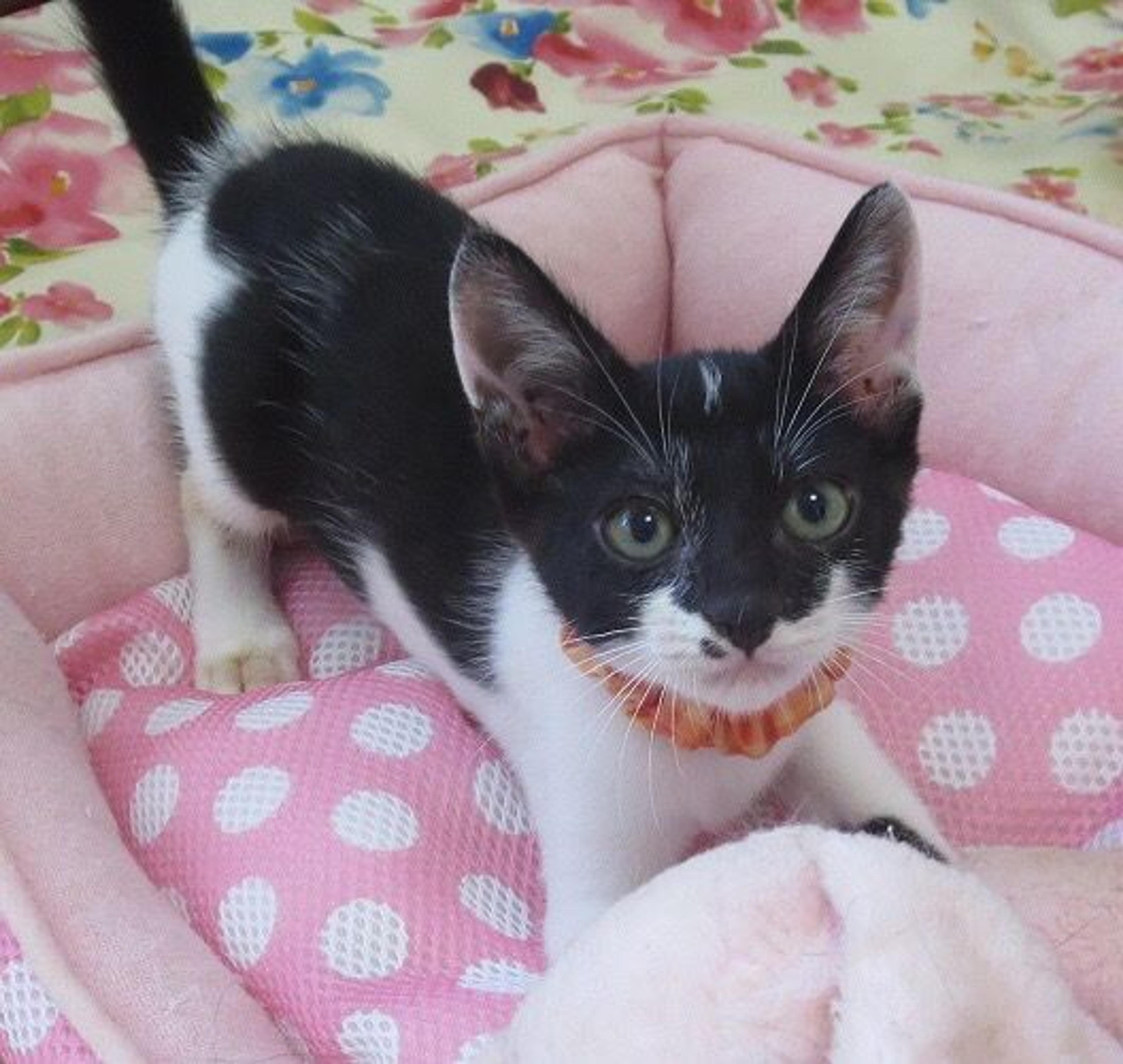 pet-image-2