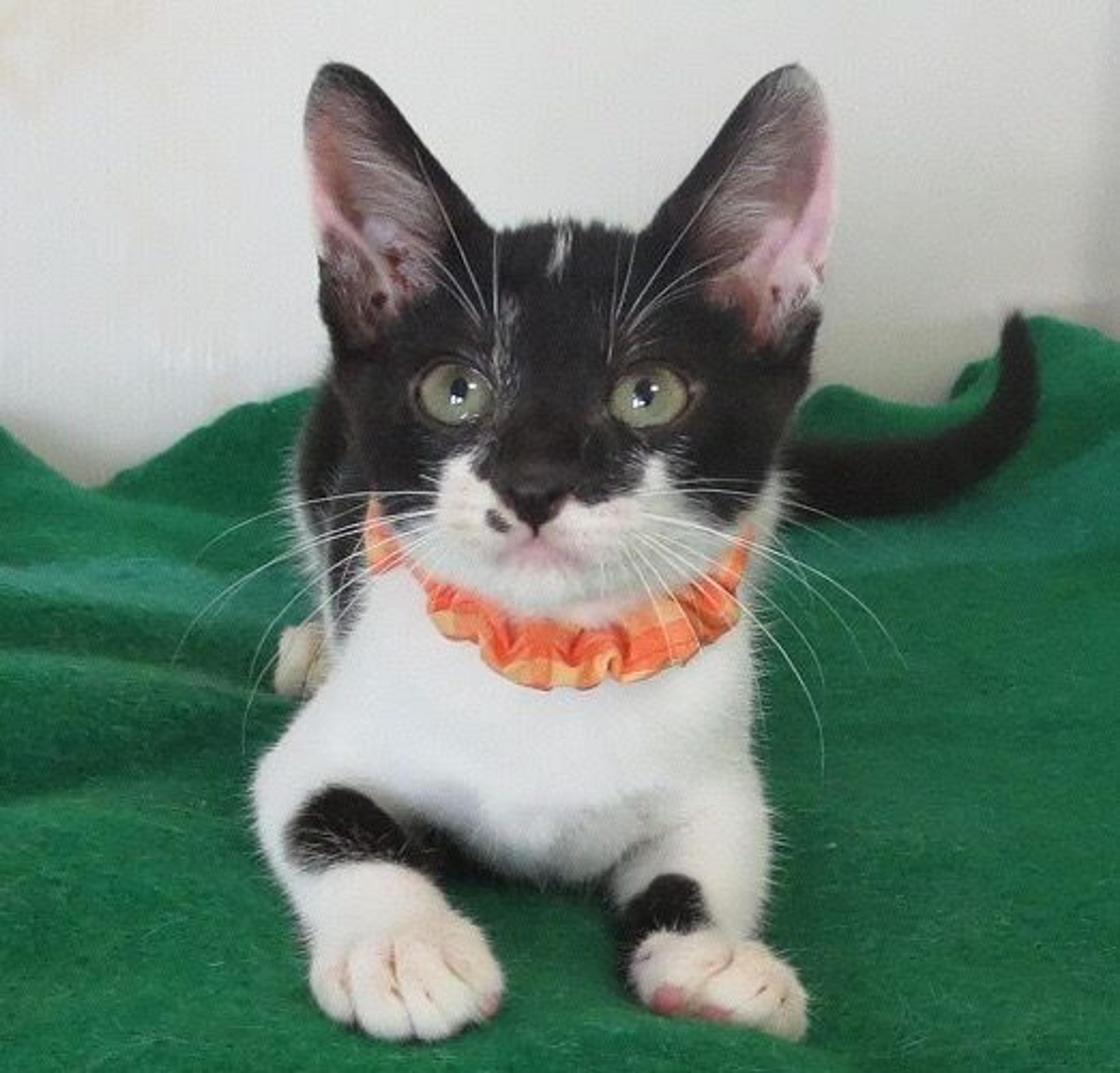 pet-image-3