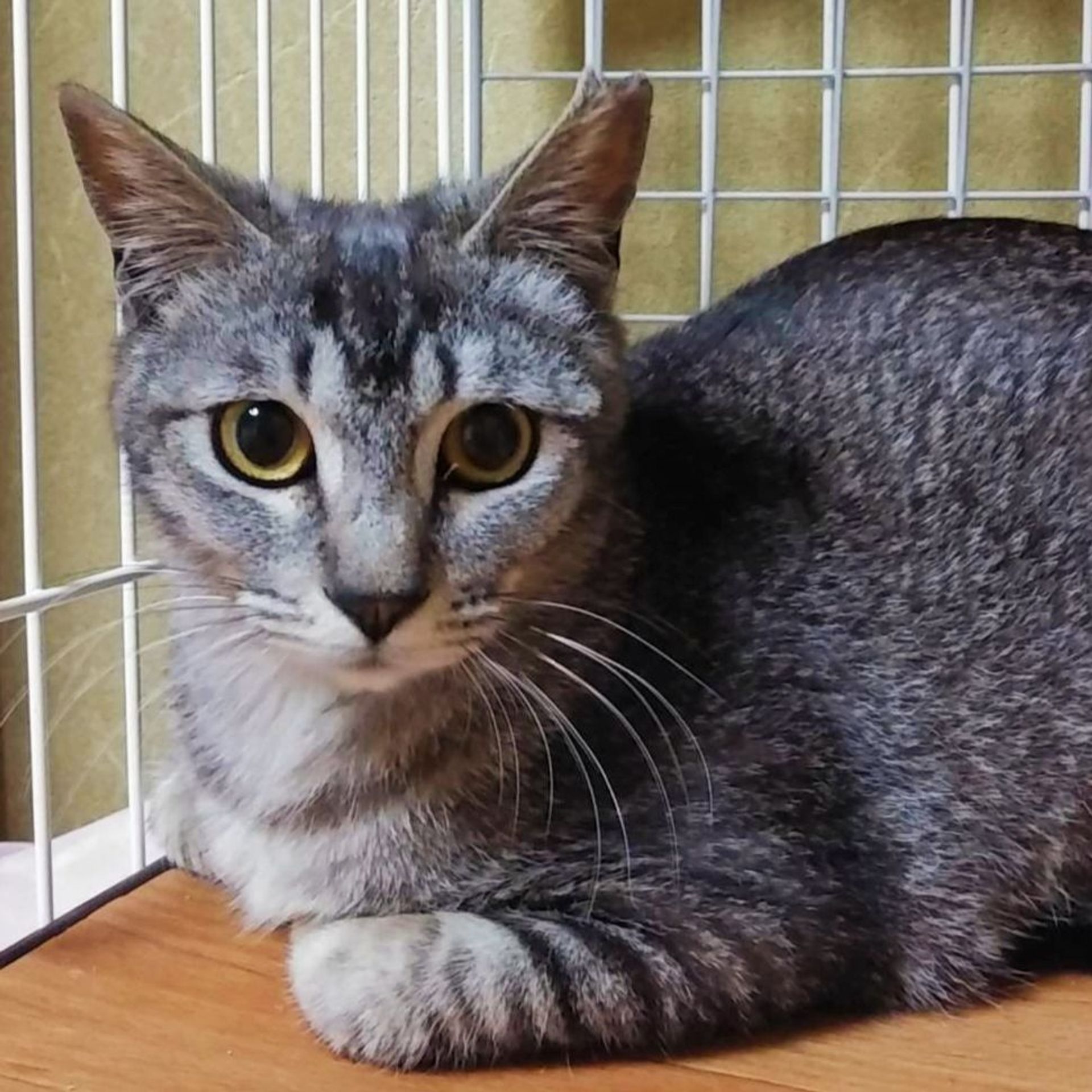 雑種（ミックス猫）・メスの里親募集の写真