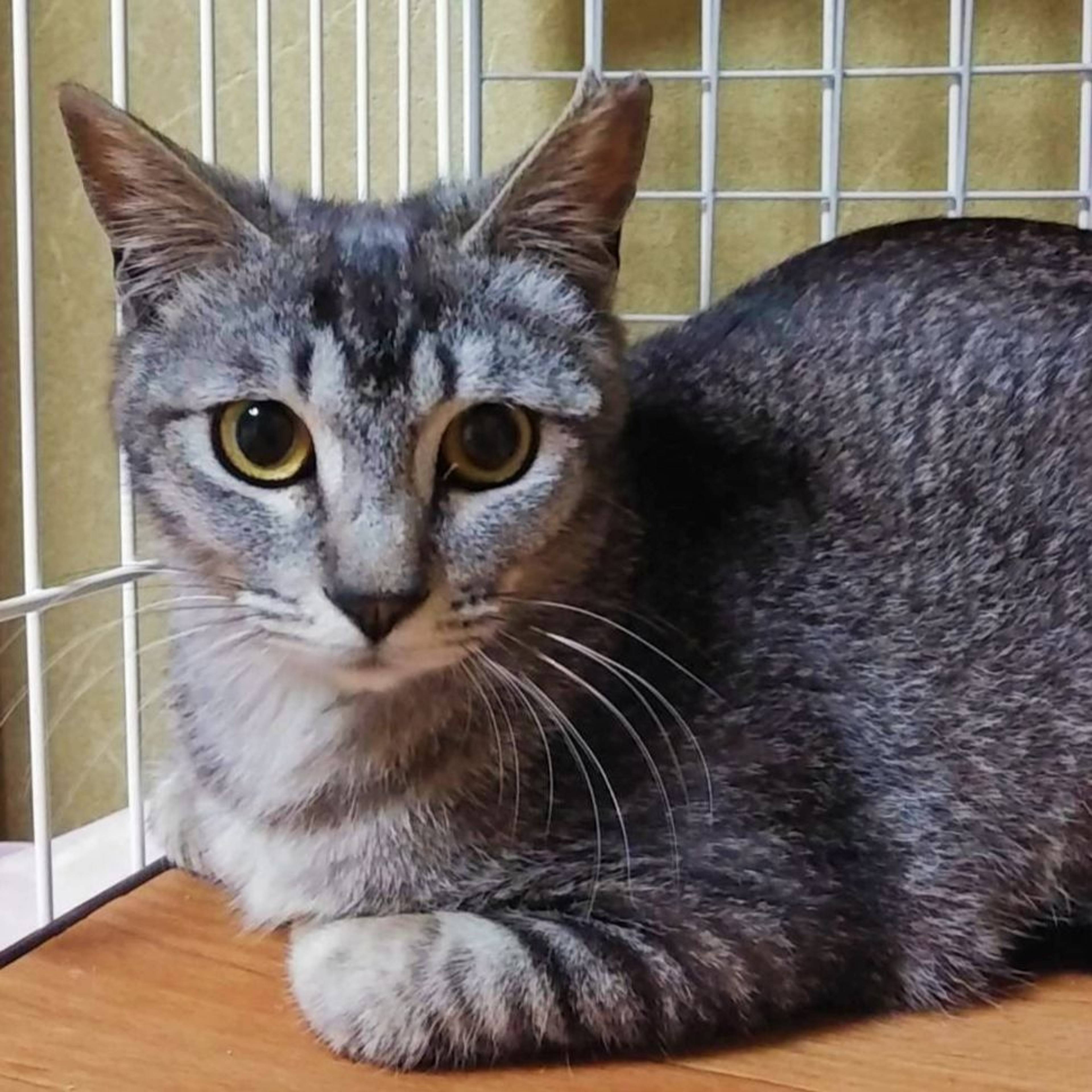 雑種（ミックス猫）・メスの里親募集の写真