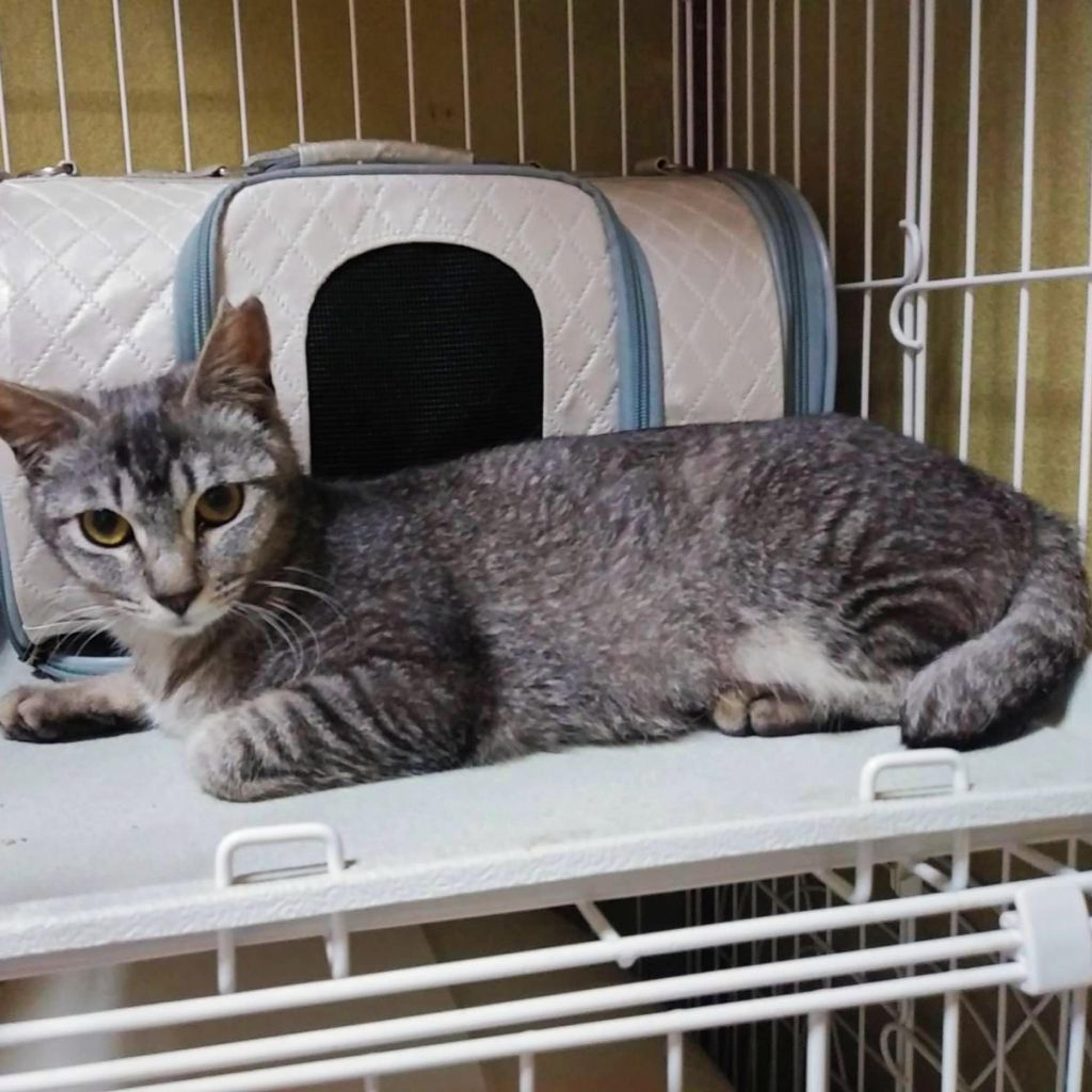pet-image-3