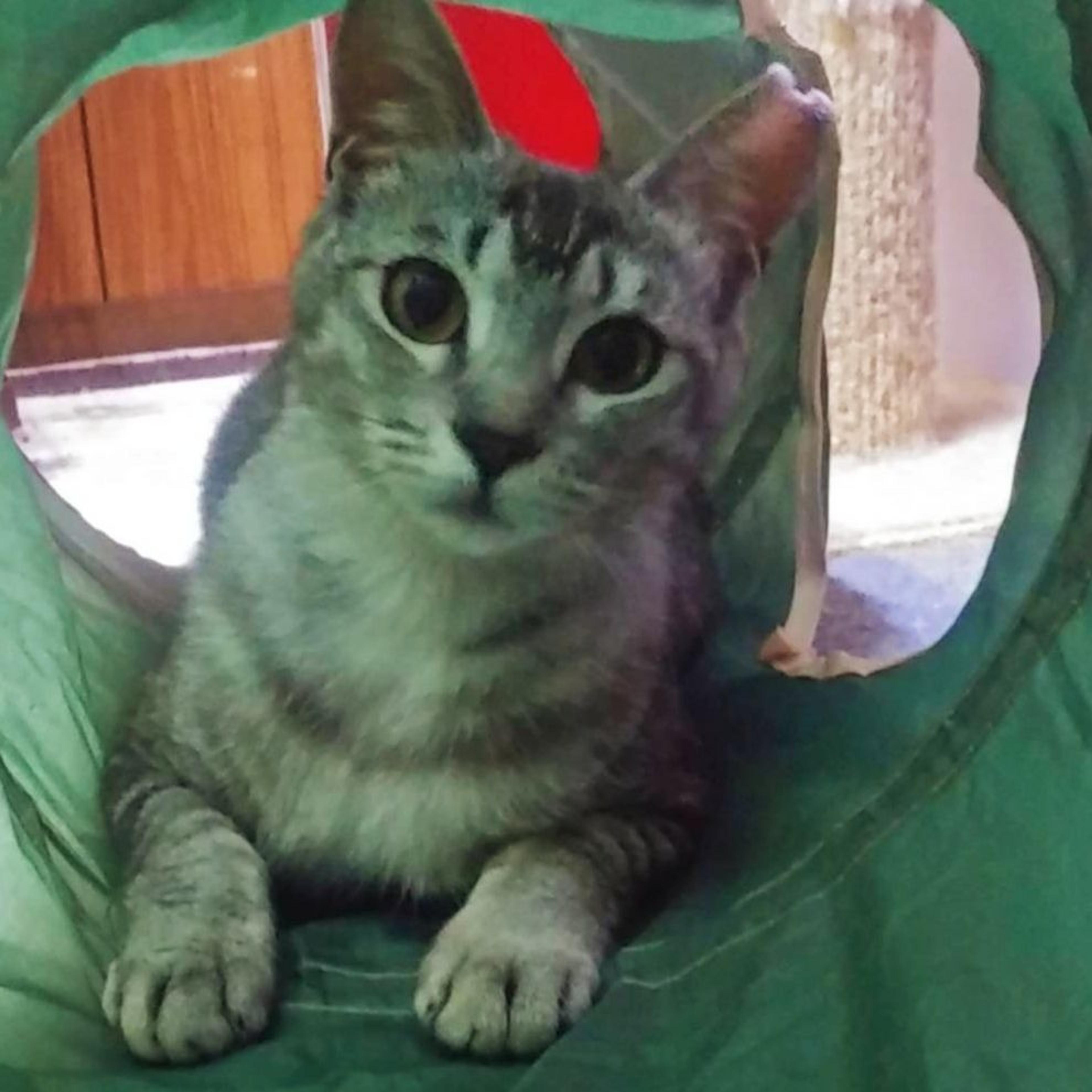 pet-image-5