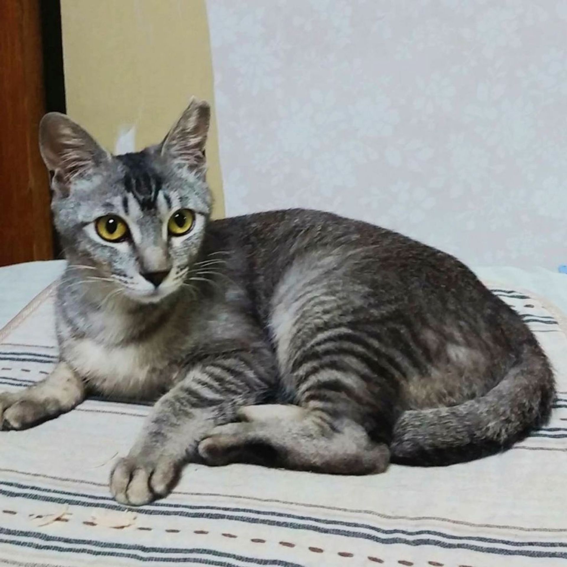雑種（ミックス猫）・メスの里親募集の写真