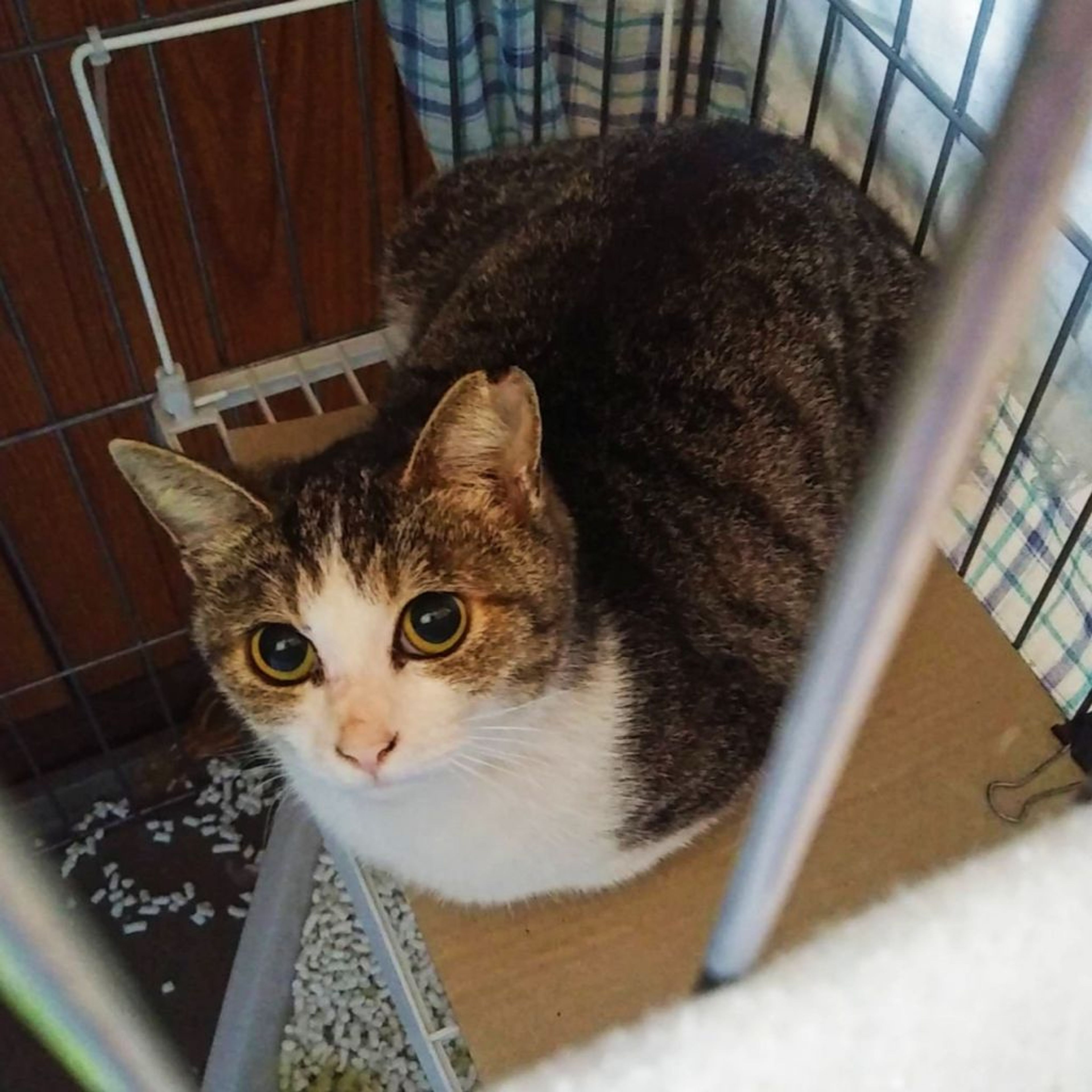pet-image-2